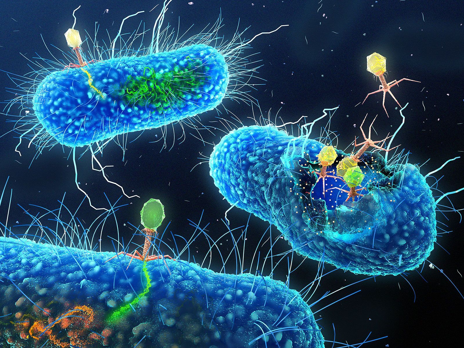 1600x1200 Inside the Hidden Kingdom of Viruses in Your Gut