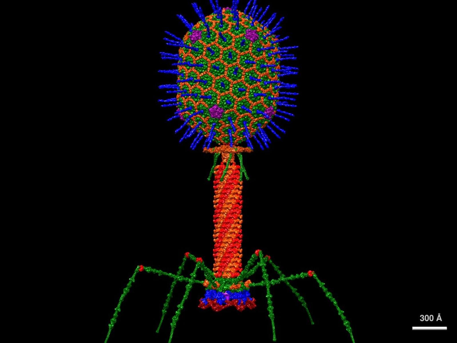 1600x1200 Advancing Human Health by Exploring Viral Dark Matter