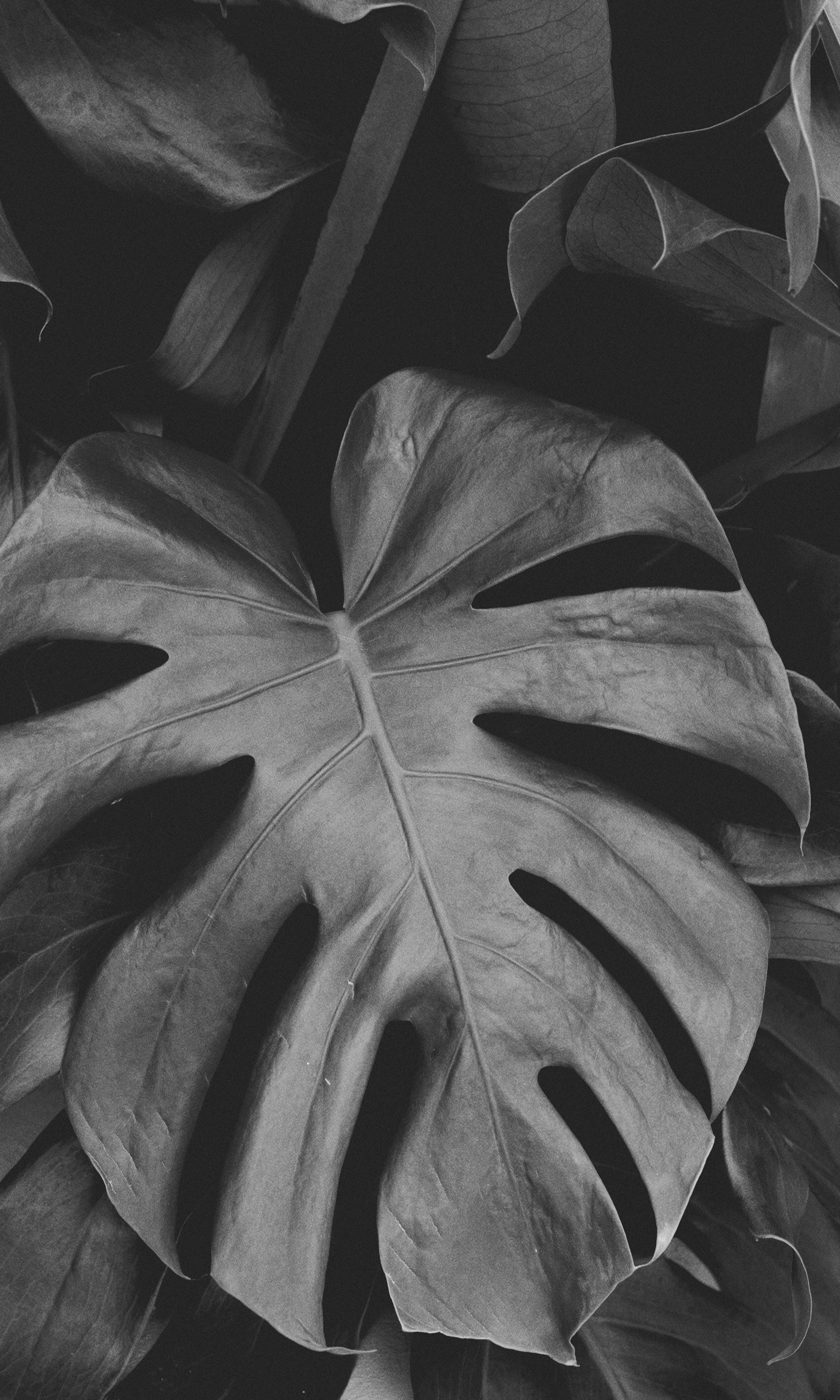 3000x5000 Wallpaper Black and White, Leaf, Black White, Symmetry, Flower, Background Free Image