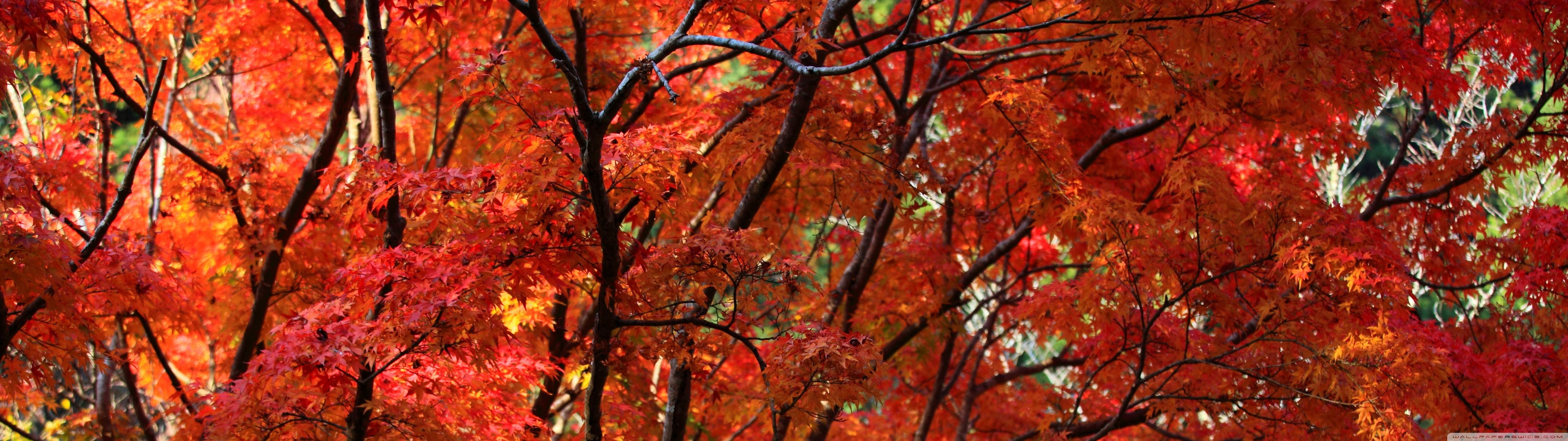 5120x1440 Orange Japanese Maple Tree, Autumn 4K UHD Wallpaper for UltraHD Desktop and TV : Widescreen and UltraWide Display : Dual Monitor : Smartphone and Tablet Devices