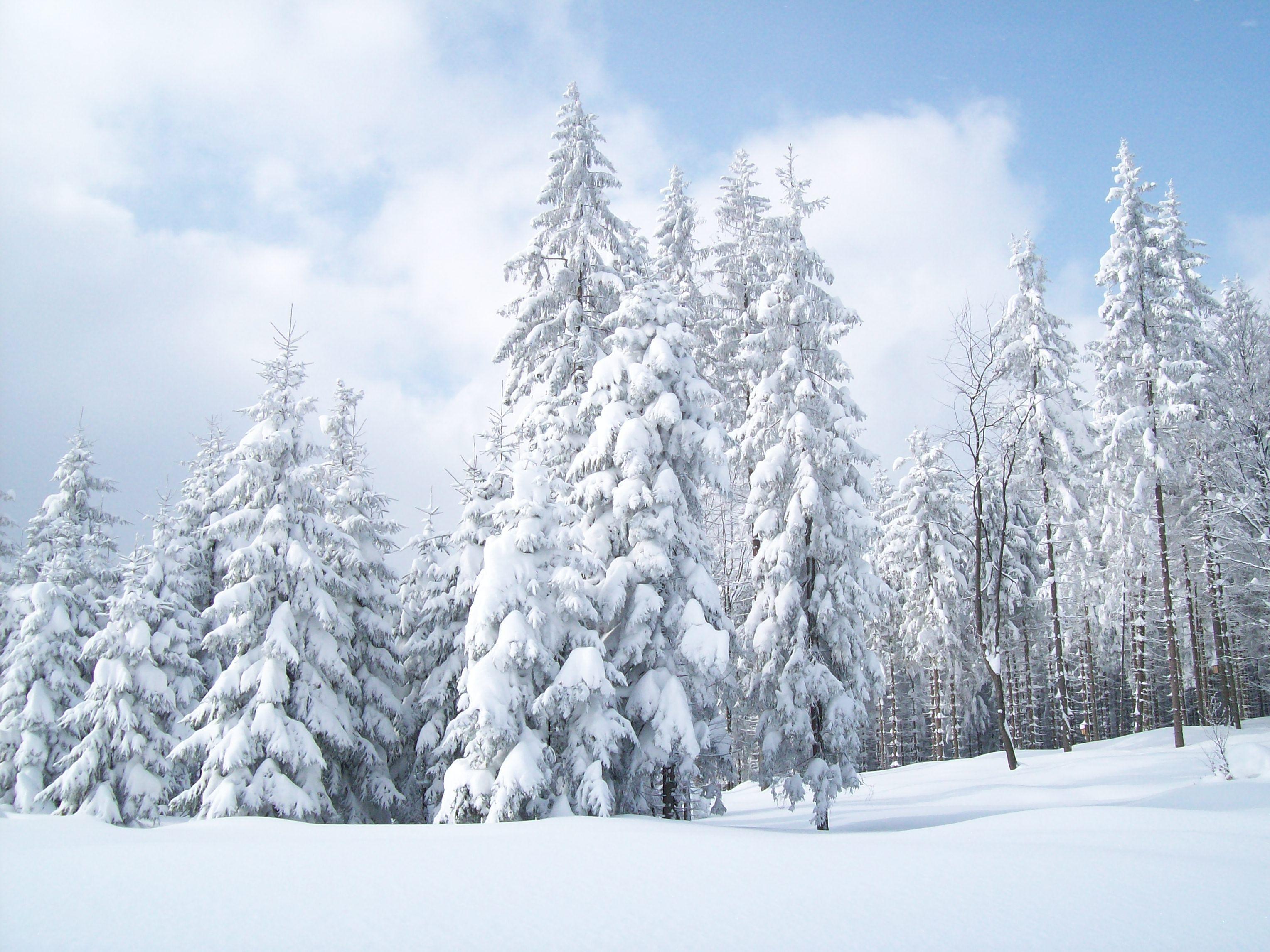 3056x2292 Download wallpaper: Forest, winter, snow, wallpaper for desktop