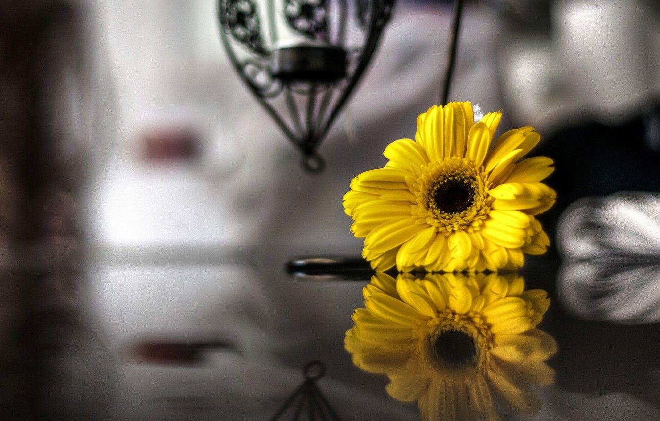1332x850 Wallpaper flowers, yellow, reflection, background, widescreen, black and white, Wallpaper, blur, wallpaper, flowers, widescreen, background, bokeh, full screen, HD wallpaper, widescreen image for desktop, section цветы