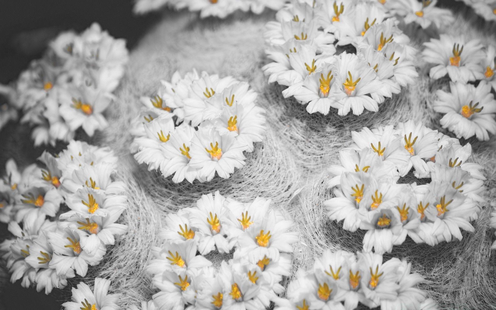 1920x1200 Cactus Flowers Black White Yellow