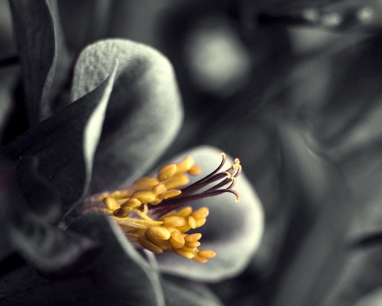 1280x1024 Download wallpaper 1280x1024 flower, black white, gray, yellow