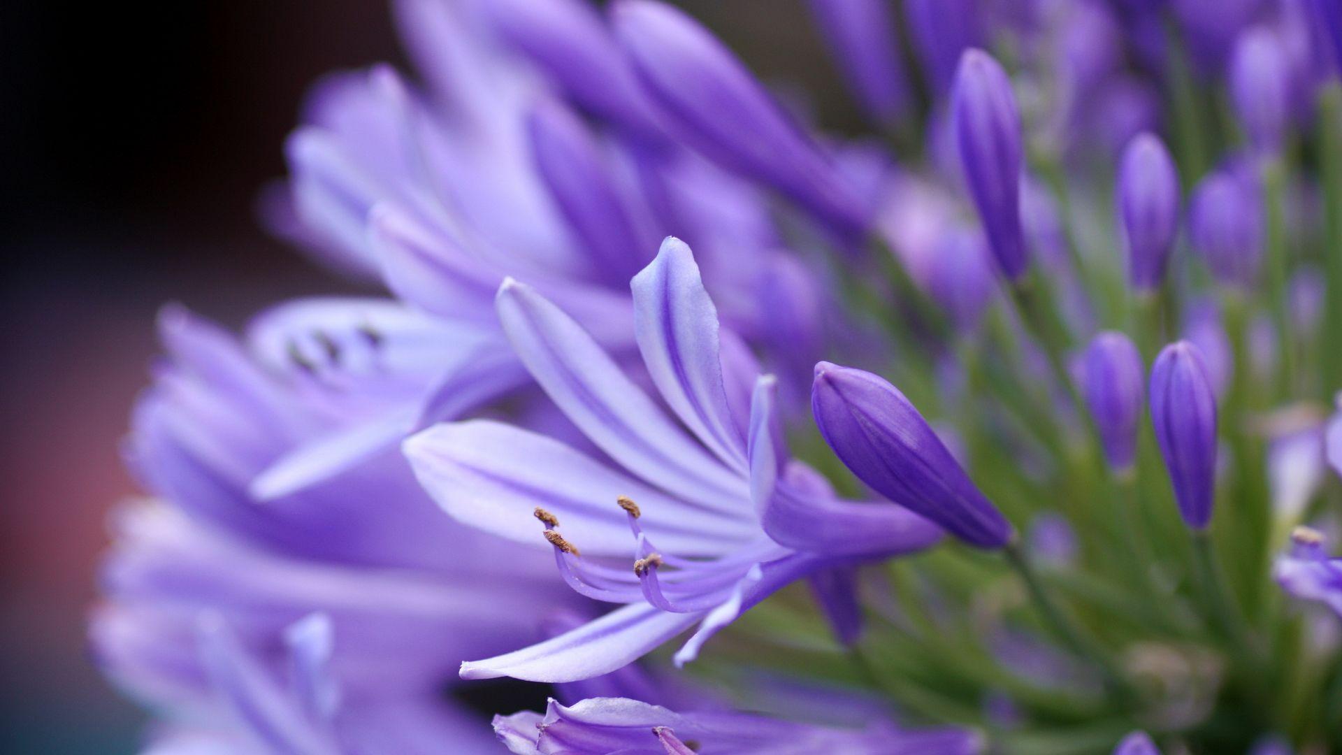 1920x1080 Download Free Lavender Flower Background