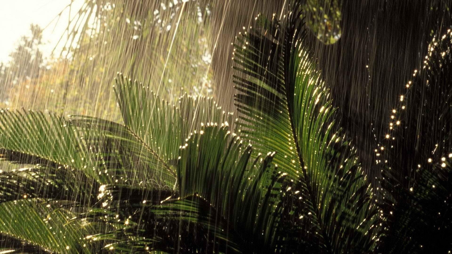 1920x1080 jungle Full HD Wallpaper and Background Imagex1080