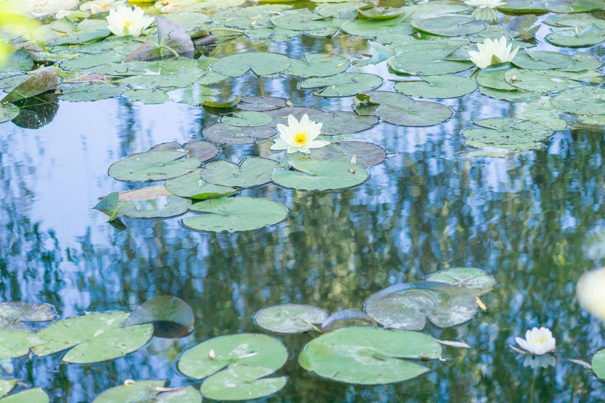 2000x1333 Monet's Garden in Giverny. Monet, Claude monet, Monet garden giverny