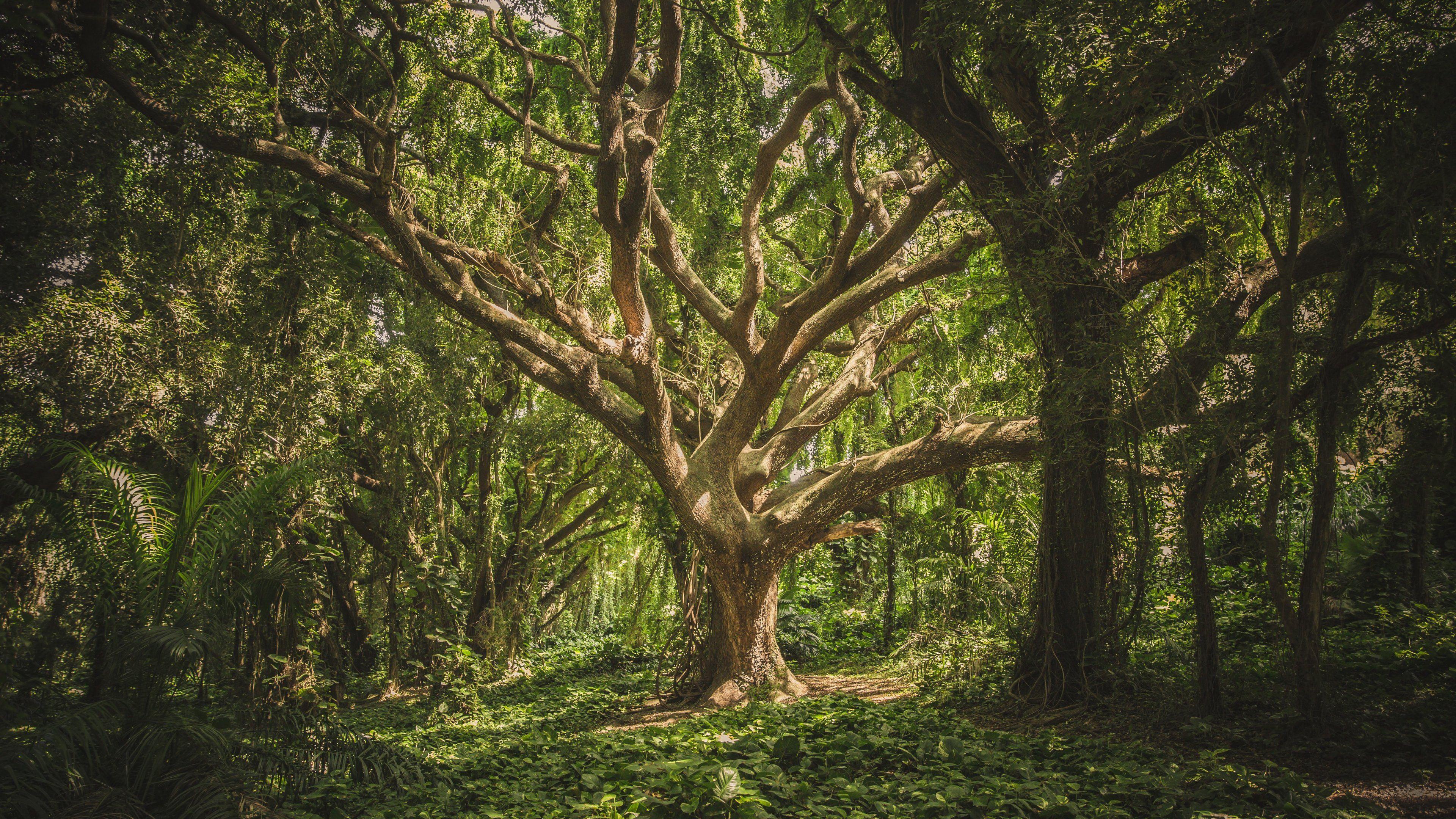 3840x2160 Jungle Tree Wallpaper & Desktop Background
