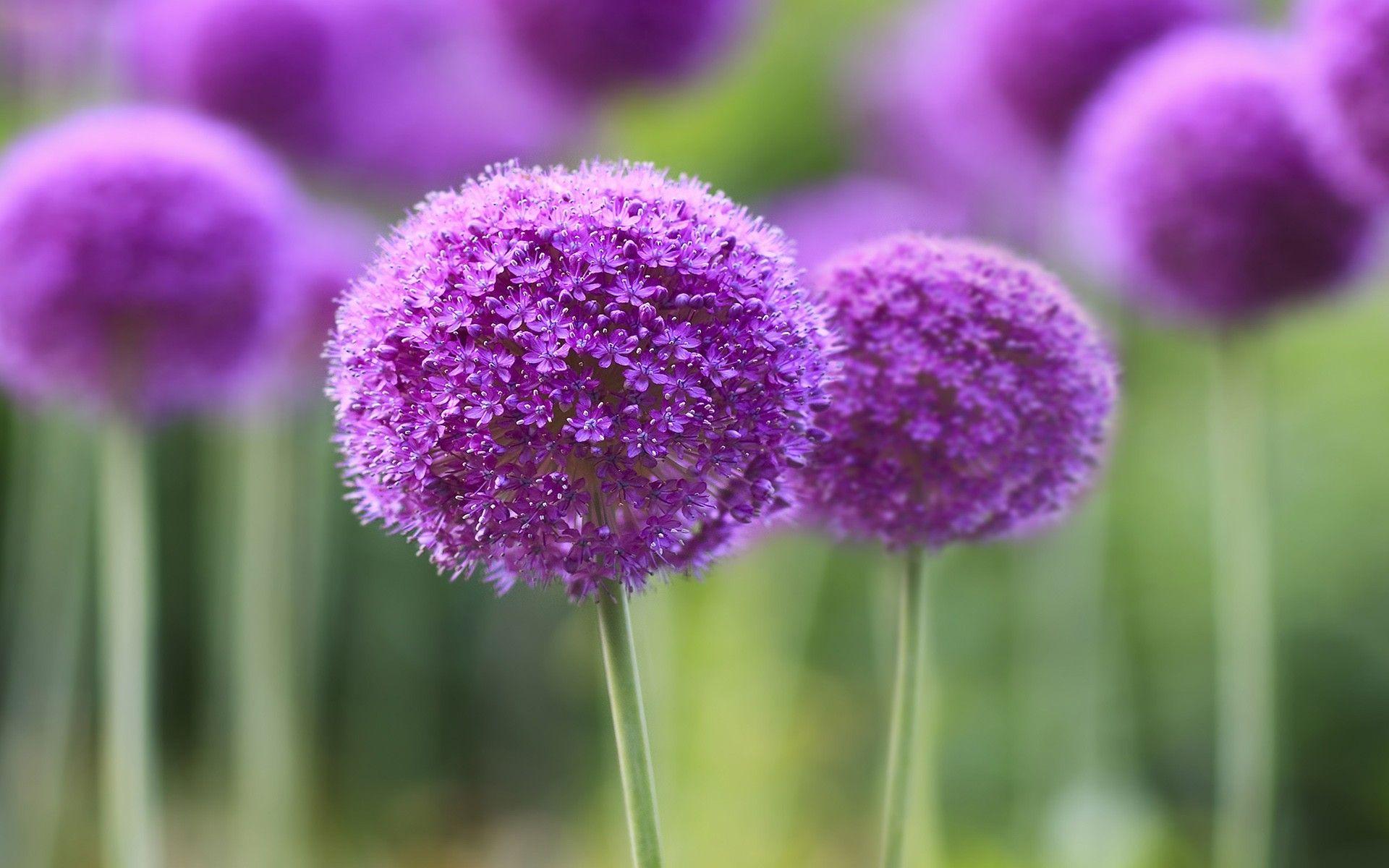 1920x1200 Purple Symphony, HD Flowers, 4k Wallpaper, Image, Background, Photo and Picture