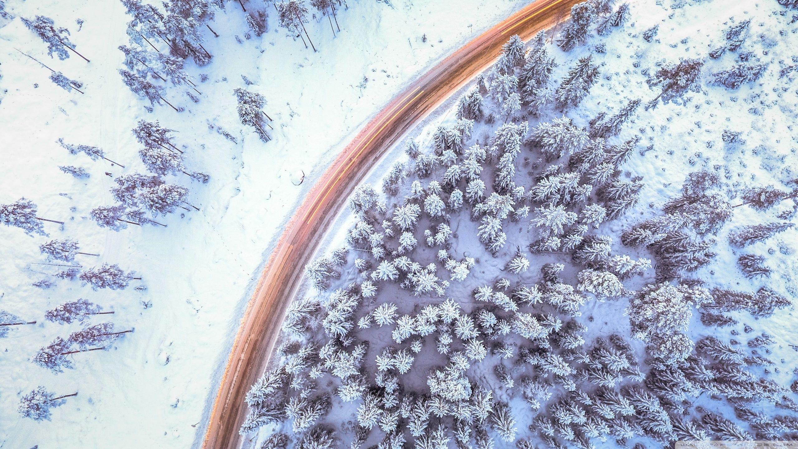 2560x1440 Road Along Forest Drone Photography Ultra HD Desktop Background