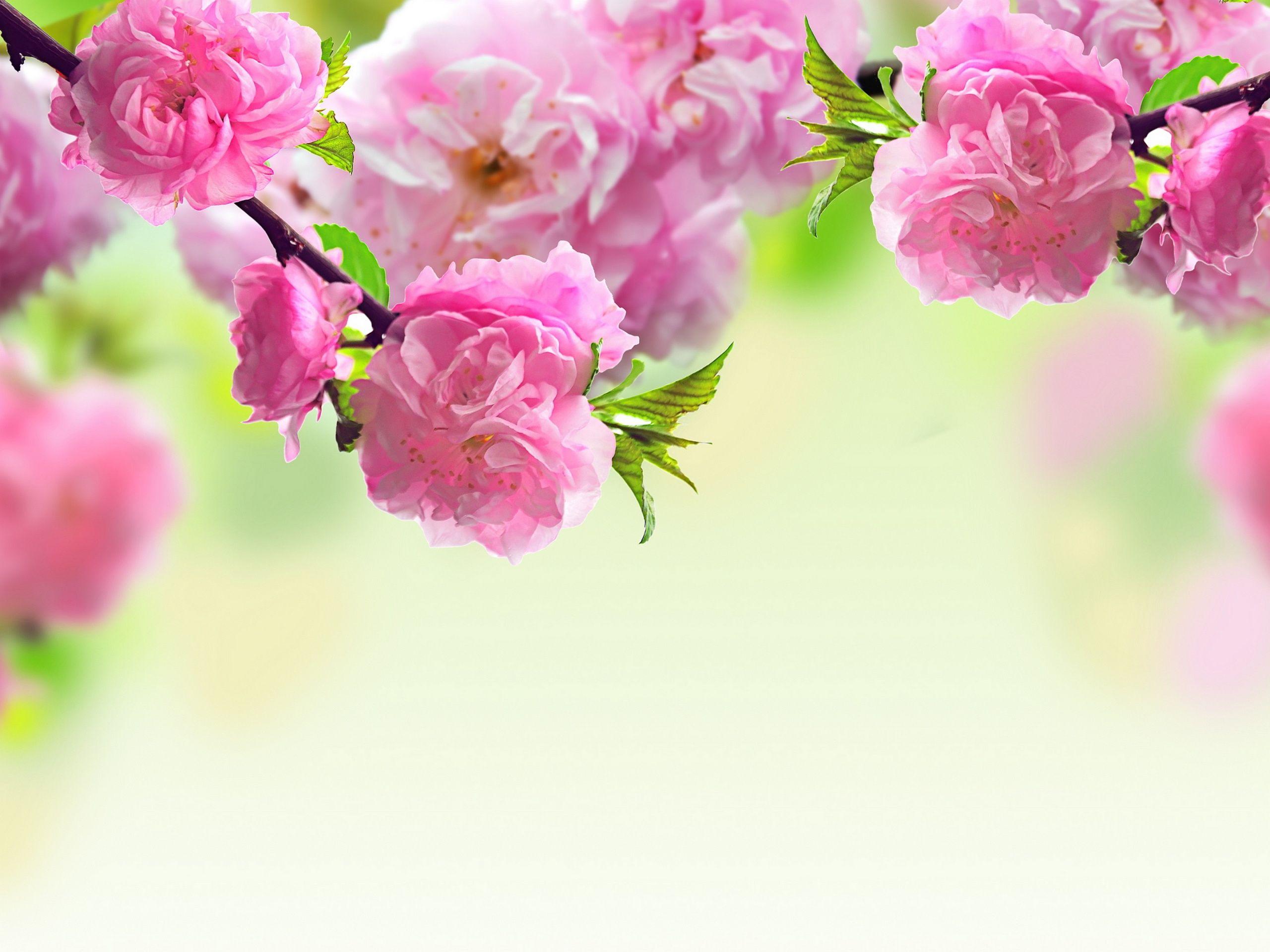 Mother's Day Flowers Wallpapers - Top Free Mother's Day Flowers Backgrounds  - WallpaperAccess