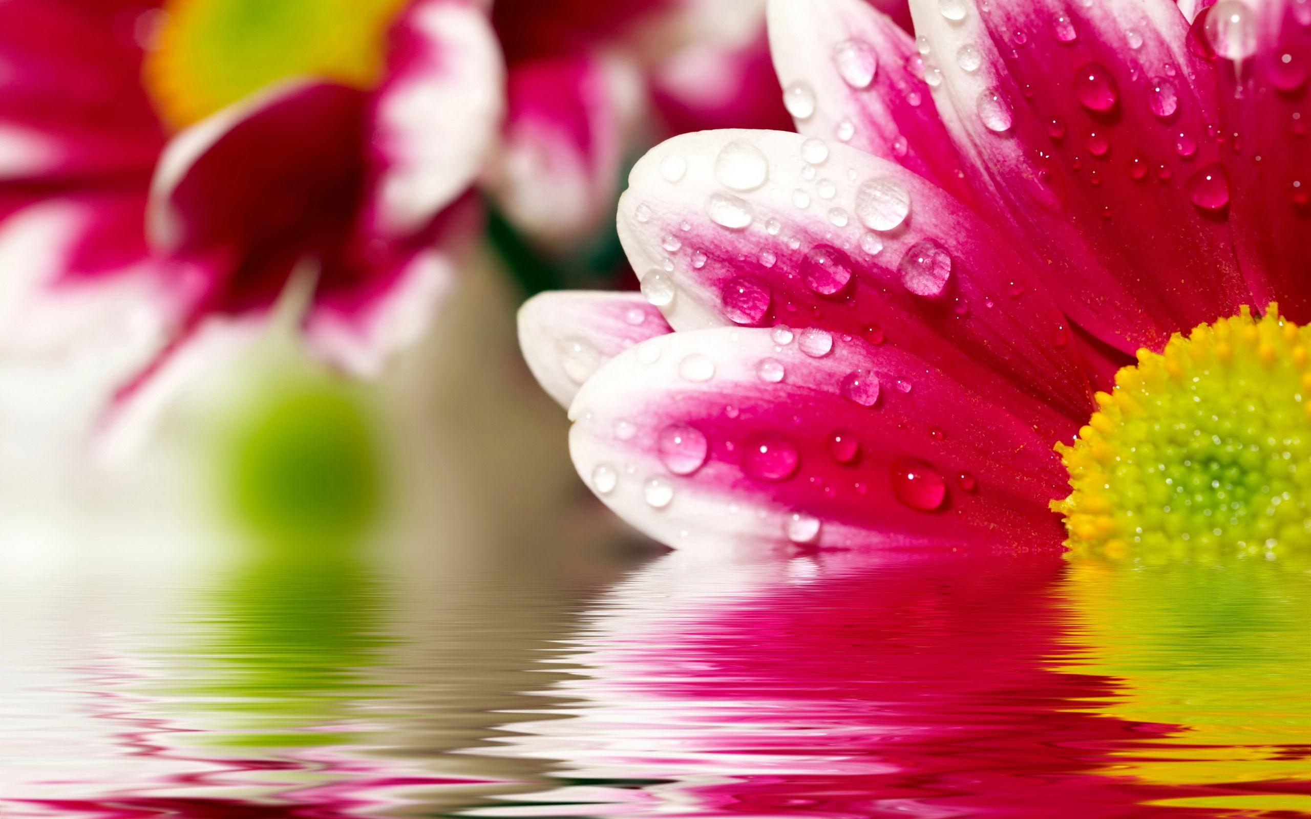 2560x1600 Mother's day beautiful flower reflections Wallpaper