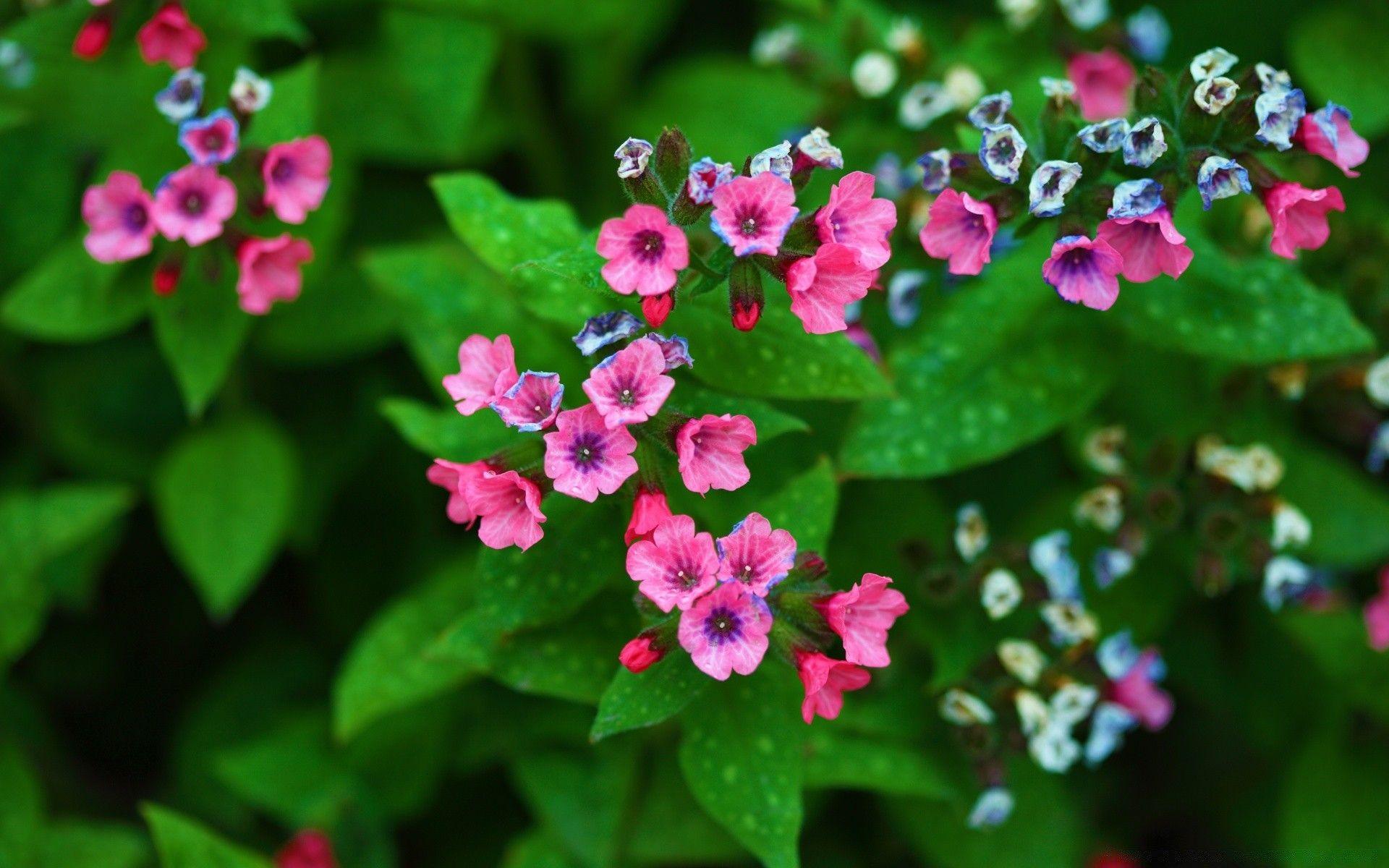 1920x1200 Mother's Day Flowers