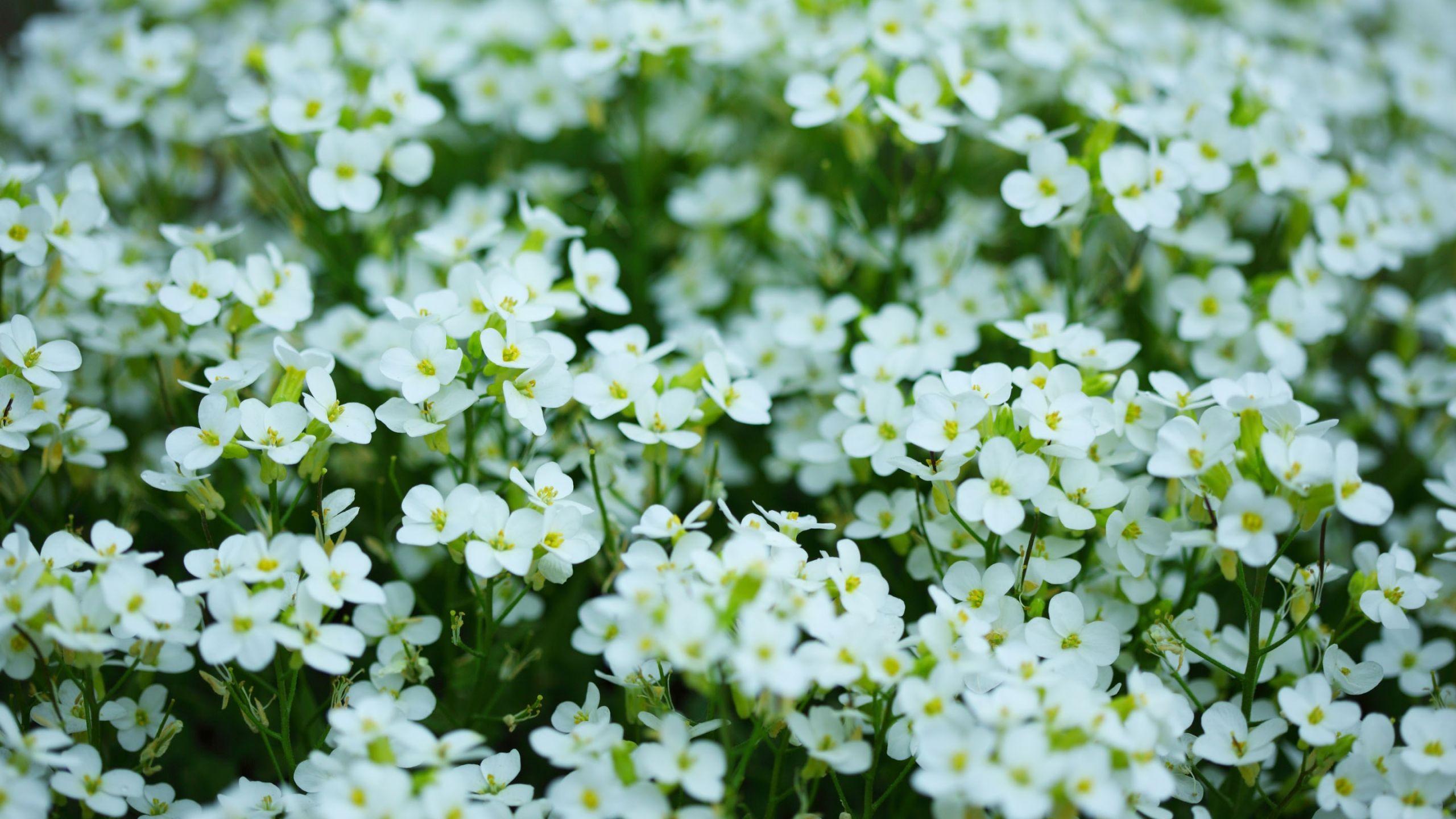 2560x1440 Mothers Day White Flowers MacBook Air Wallpaper Download