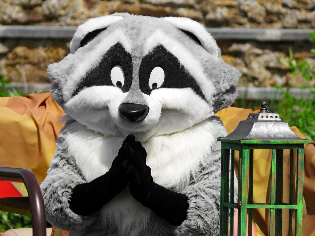 1024x768 Meeko. Discovery River Character Cruise, Disney's Animal Ki