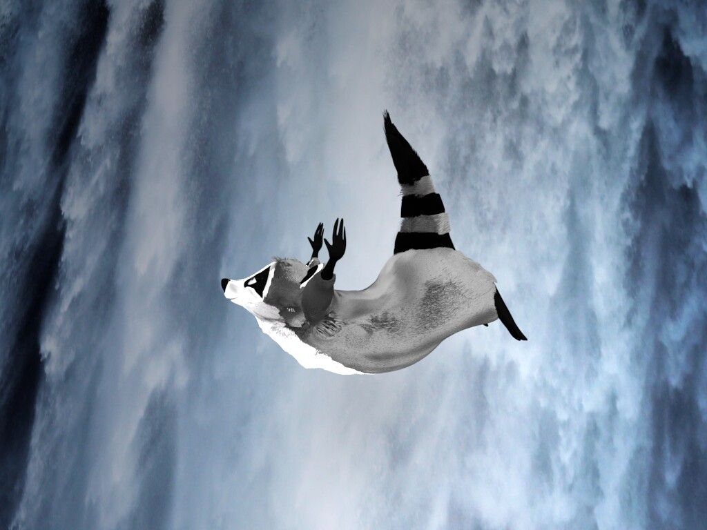 1024x768 Meeko