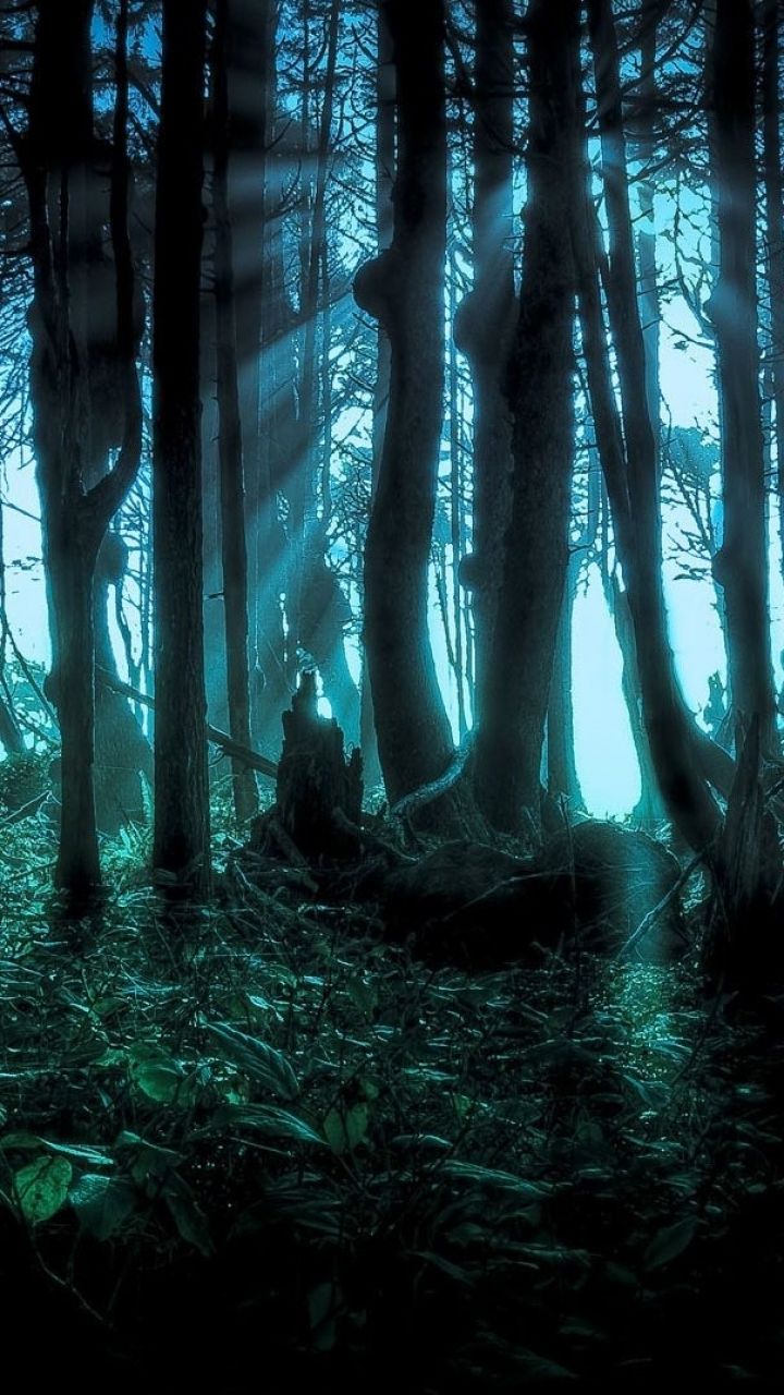 720x1280 Phone wallpaper: Forest, Fantasy 1195893