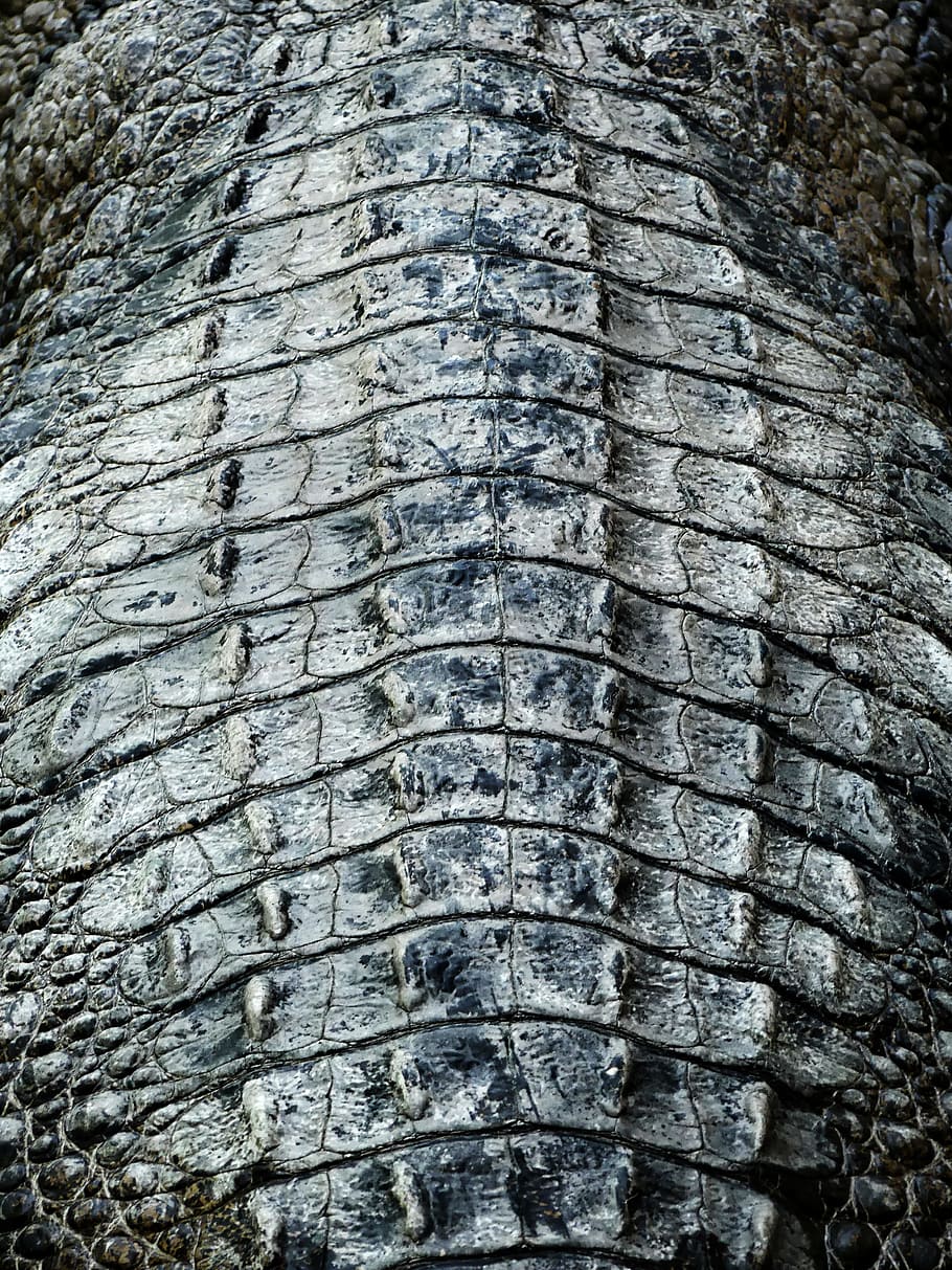 910x1213 Texture alligator skin 1080P, 2K, 4K, 5K HD wallpaper free download