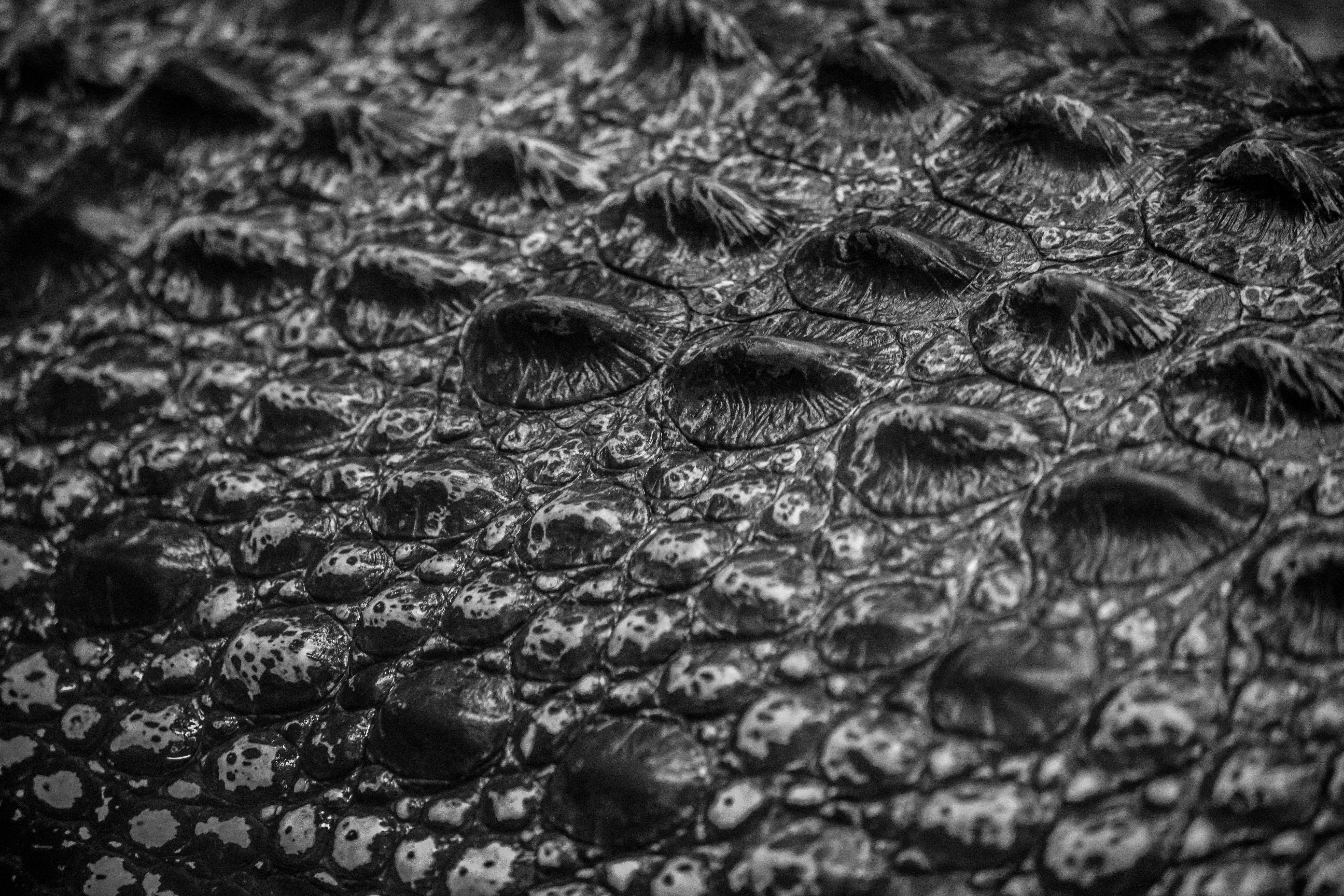 5472x3648 Close Up Of Alligator Skin Texture In Florida · Free
