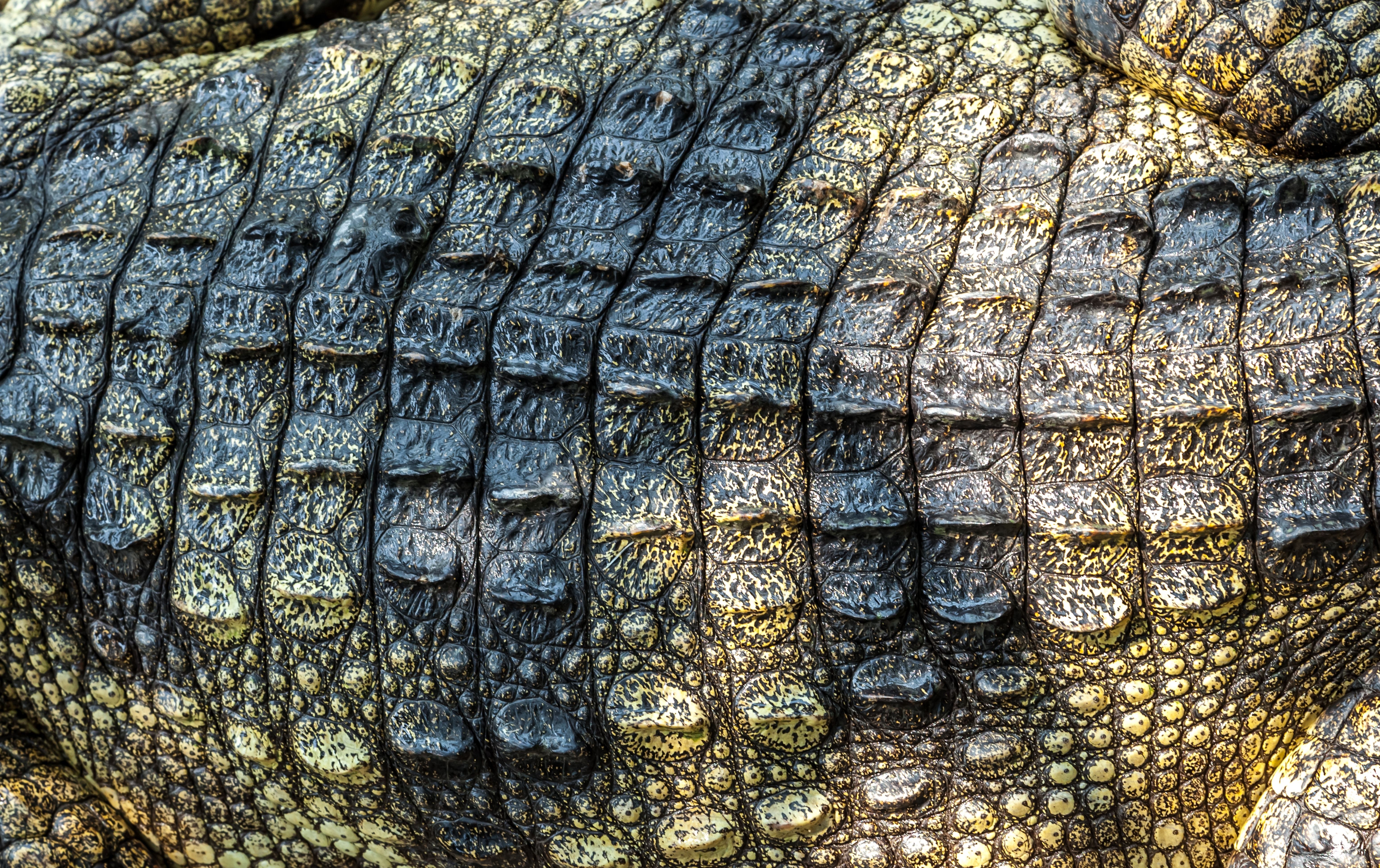 6184x3890 Wallpaper leather, crocodile, texture, leather, crocodile, skin for mobile and desktop, section текстуры, resolution 6184x3890