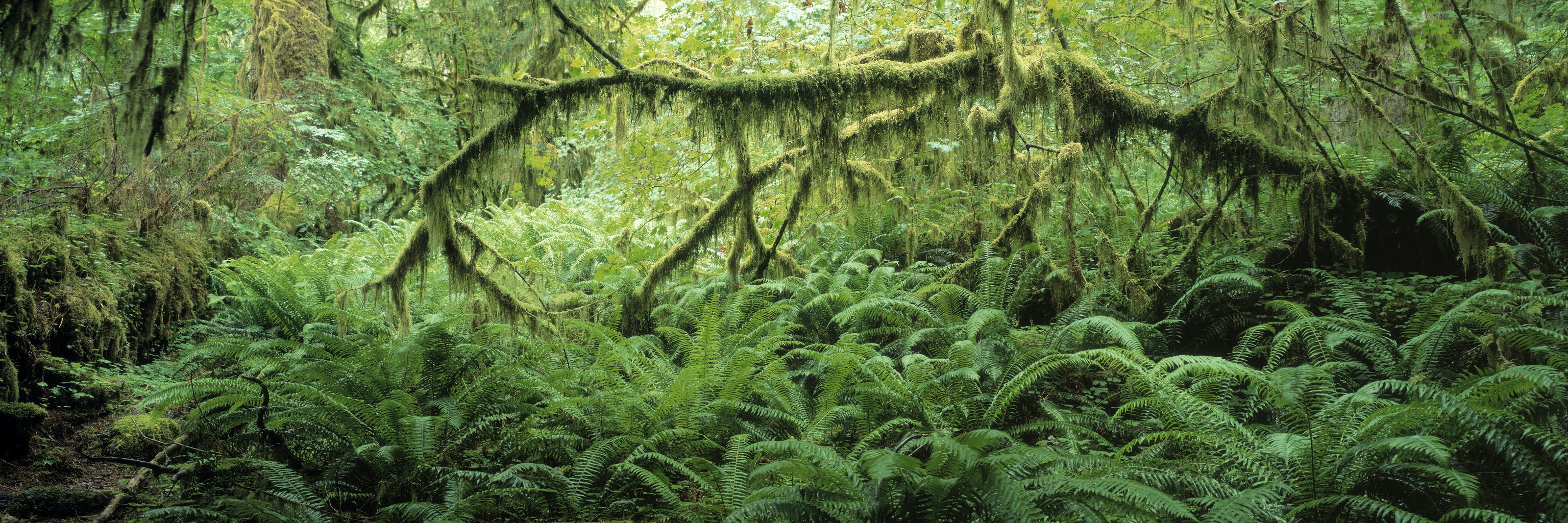 3200x1067 Shades of Green Wall Mural
