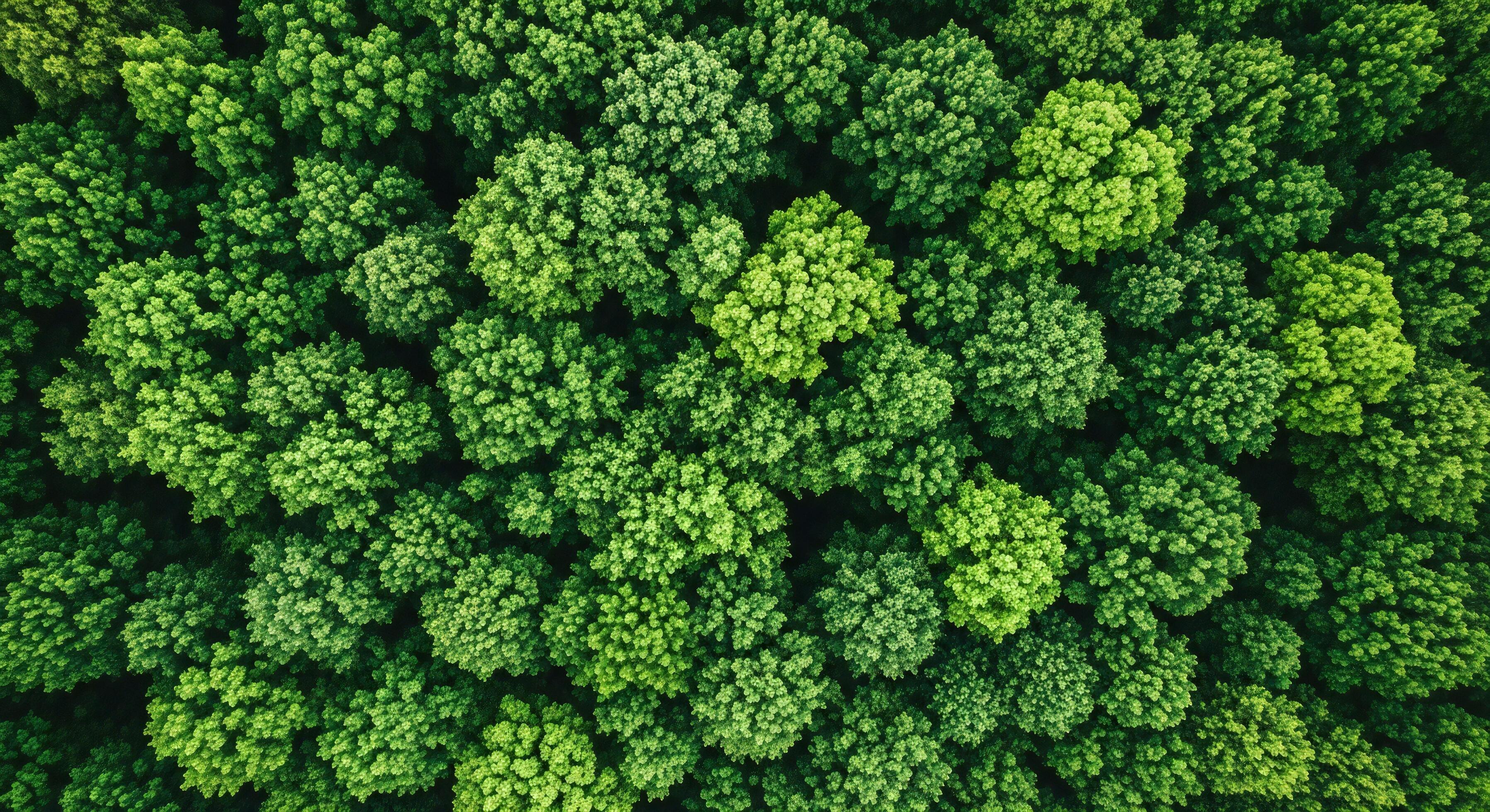3593x1960 Nature background, Nature wallpaper, Dense canopy of lush green trees viewed from above showing textured foliage and varying shades of green