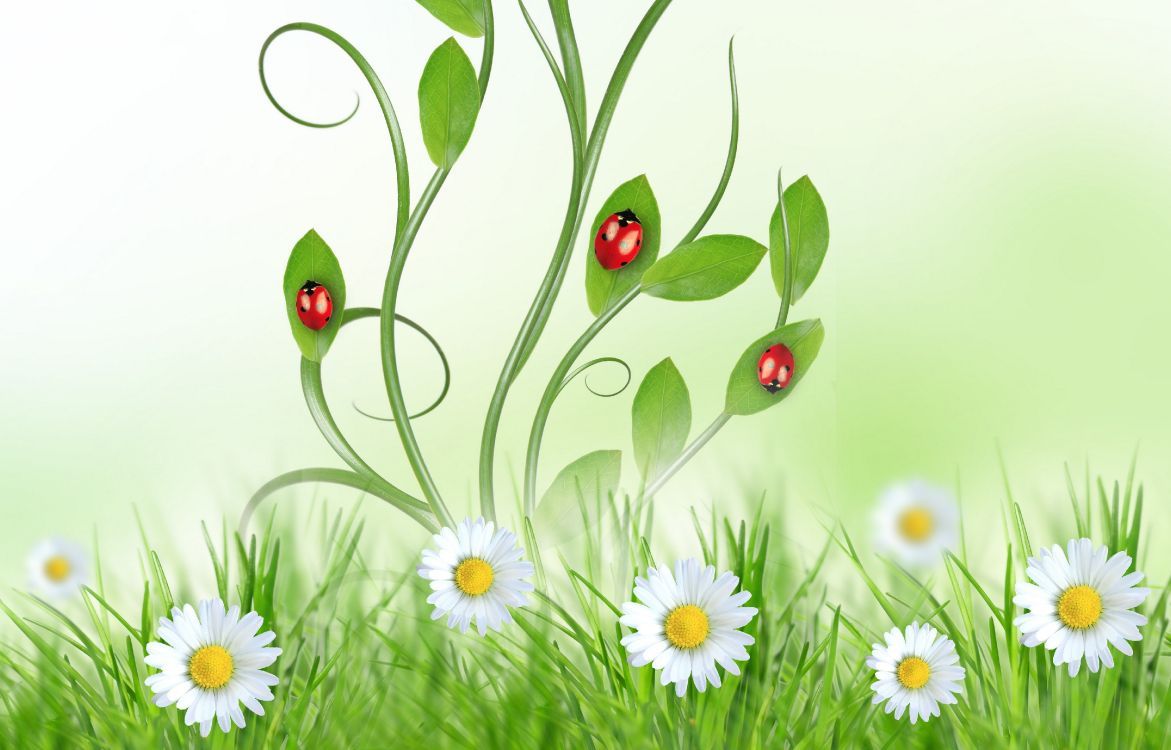 1171x750 Wallpaper Telephone, Huawei y6 Flower, Plant, Botany, Background Free Image