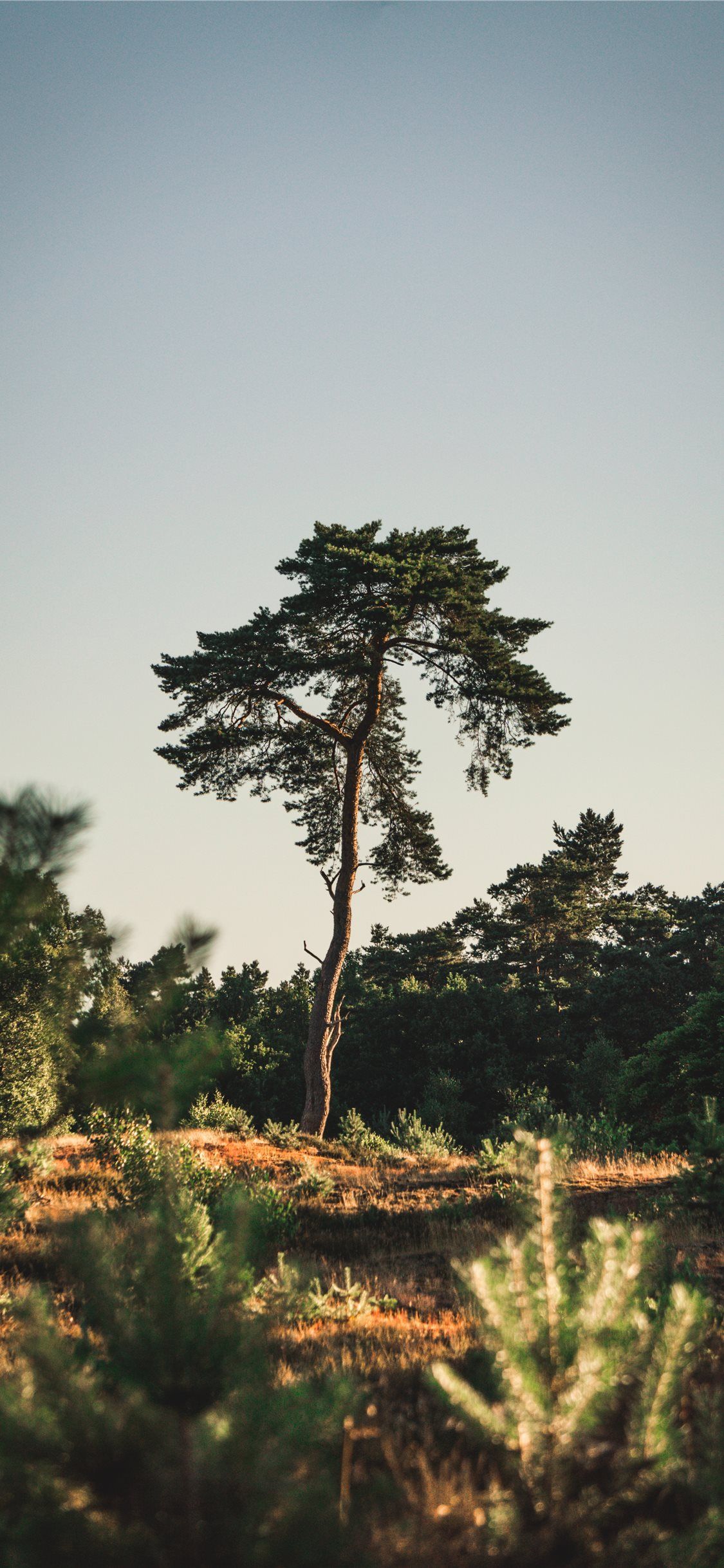 1125x2436 The lucky shot iPhone X Wallpaper Free Download
