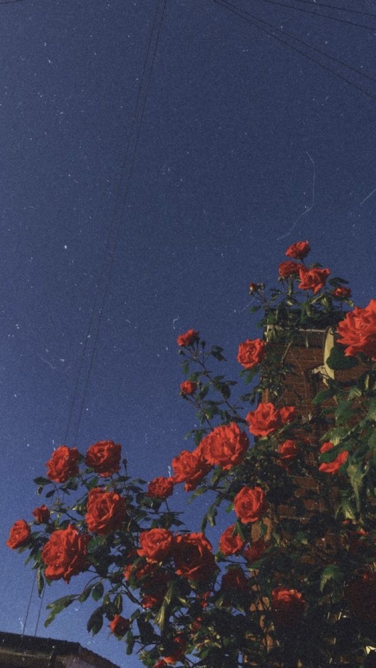 1242x2208 Alternative Aesthetic Wallpaper