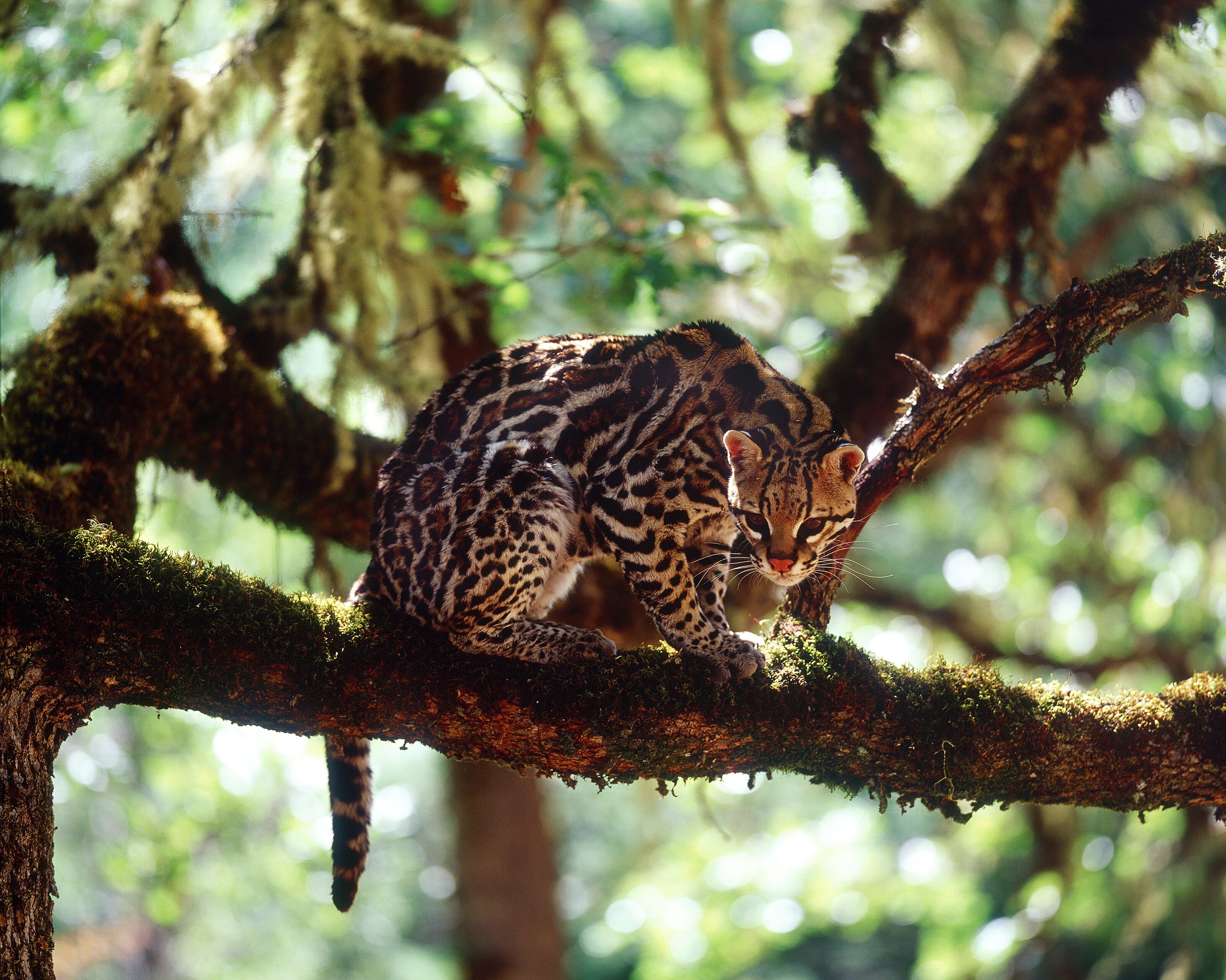 3200x2560 Ocelot in Tree, Guatemala Your Way