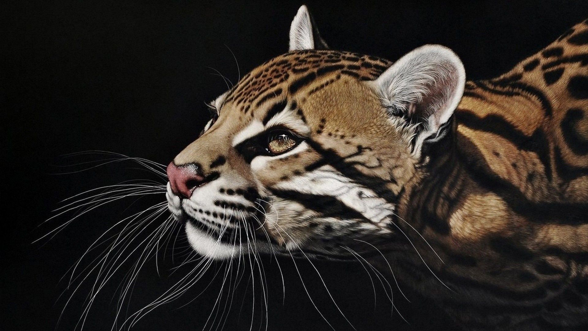 1920x1080 Ocelot