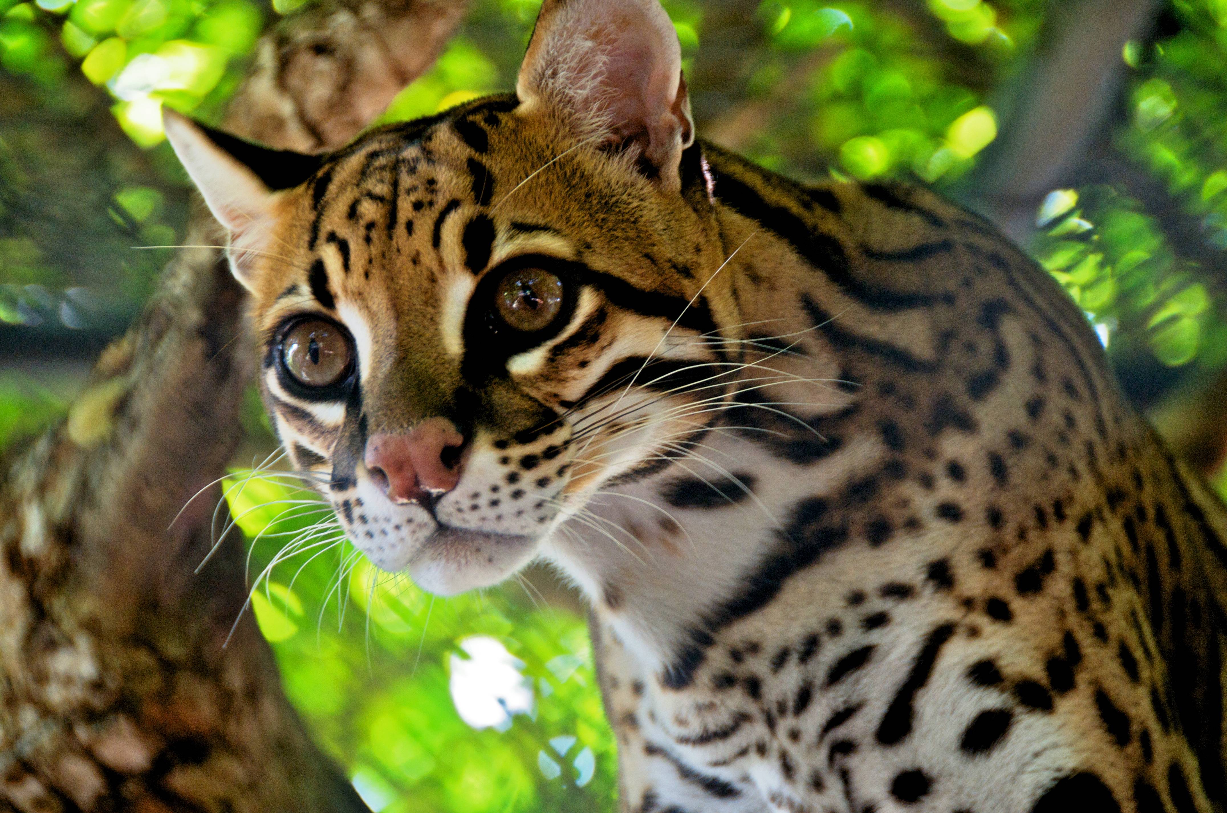 4304x2852 Stunning Ocelot: 4K Ultra HD Wallpaperx2852