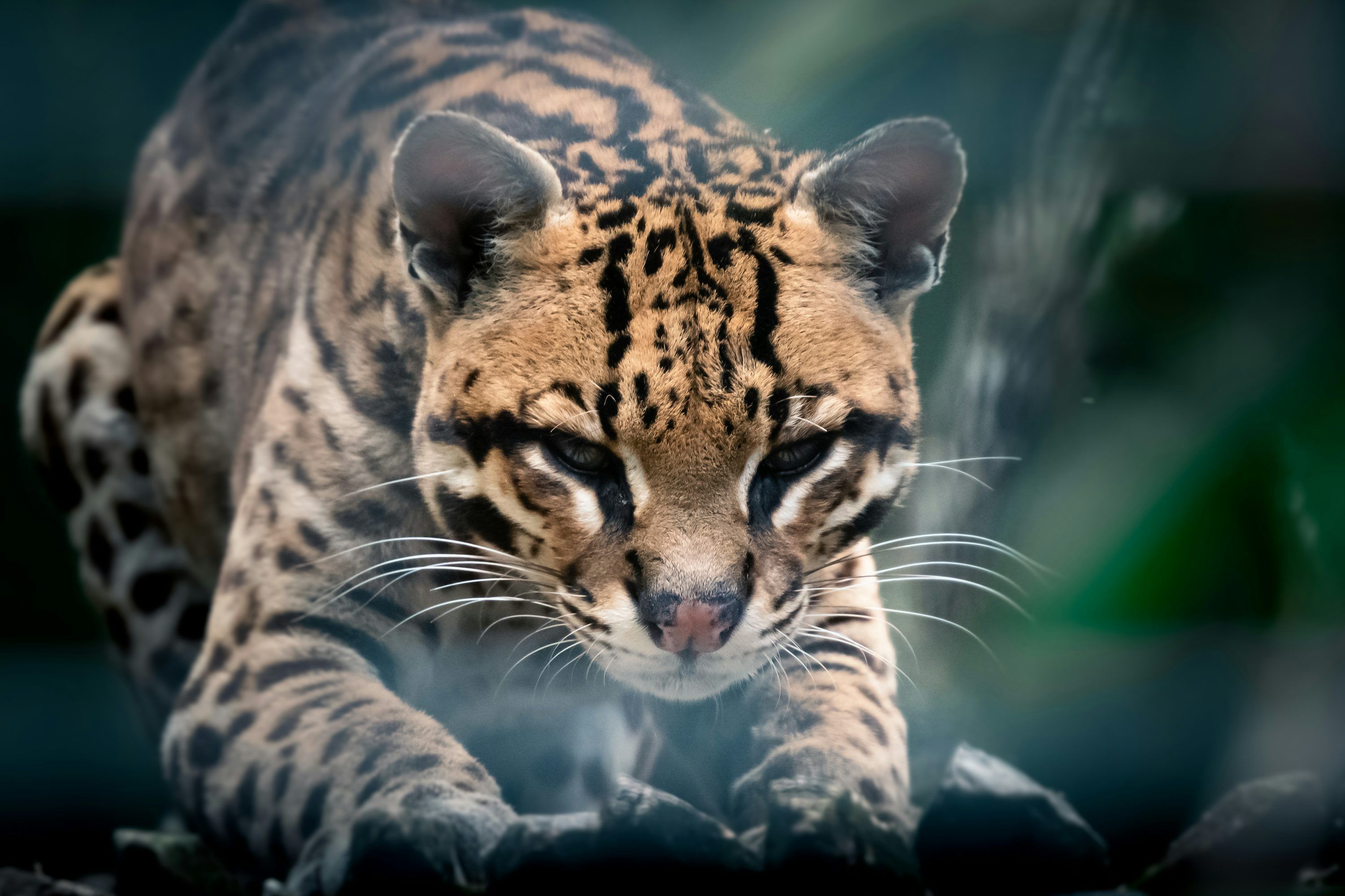 3000x2000 Ocelot Picture. Download Free Image