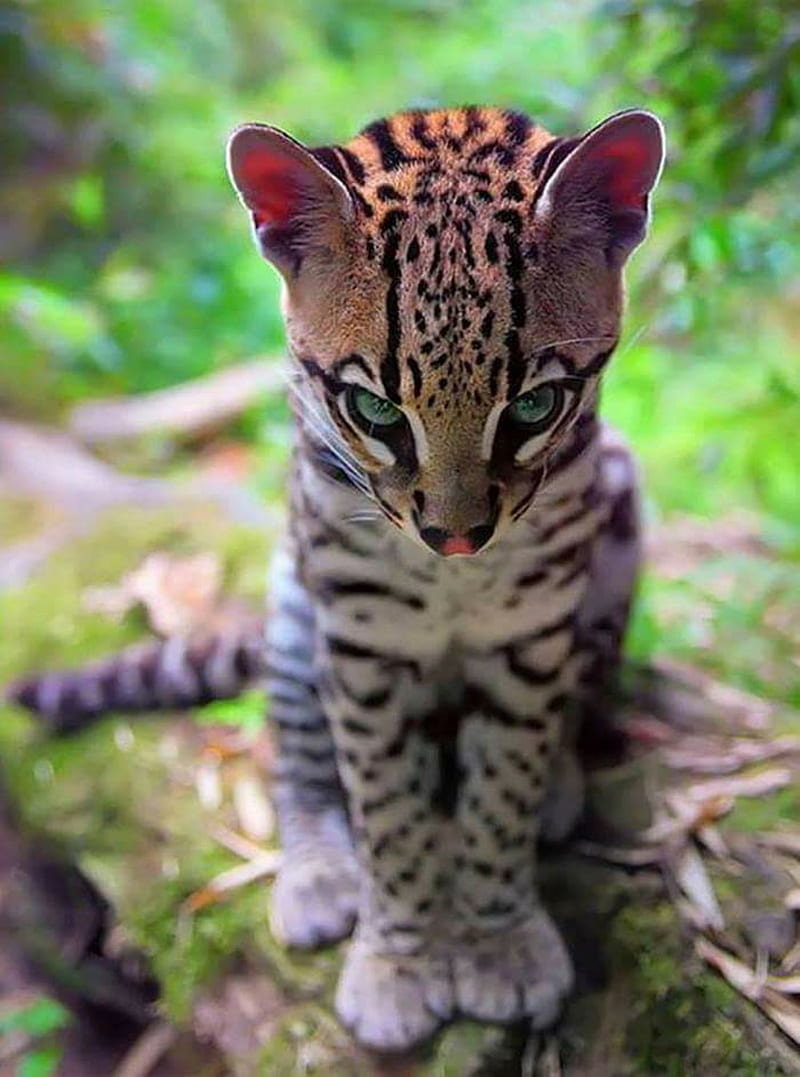 800x1077 Ocelot Cuteness, cat, cute, feline, jungle cat, kitty, wild cat, HD phone wallpaper