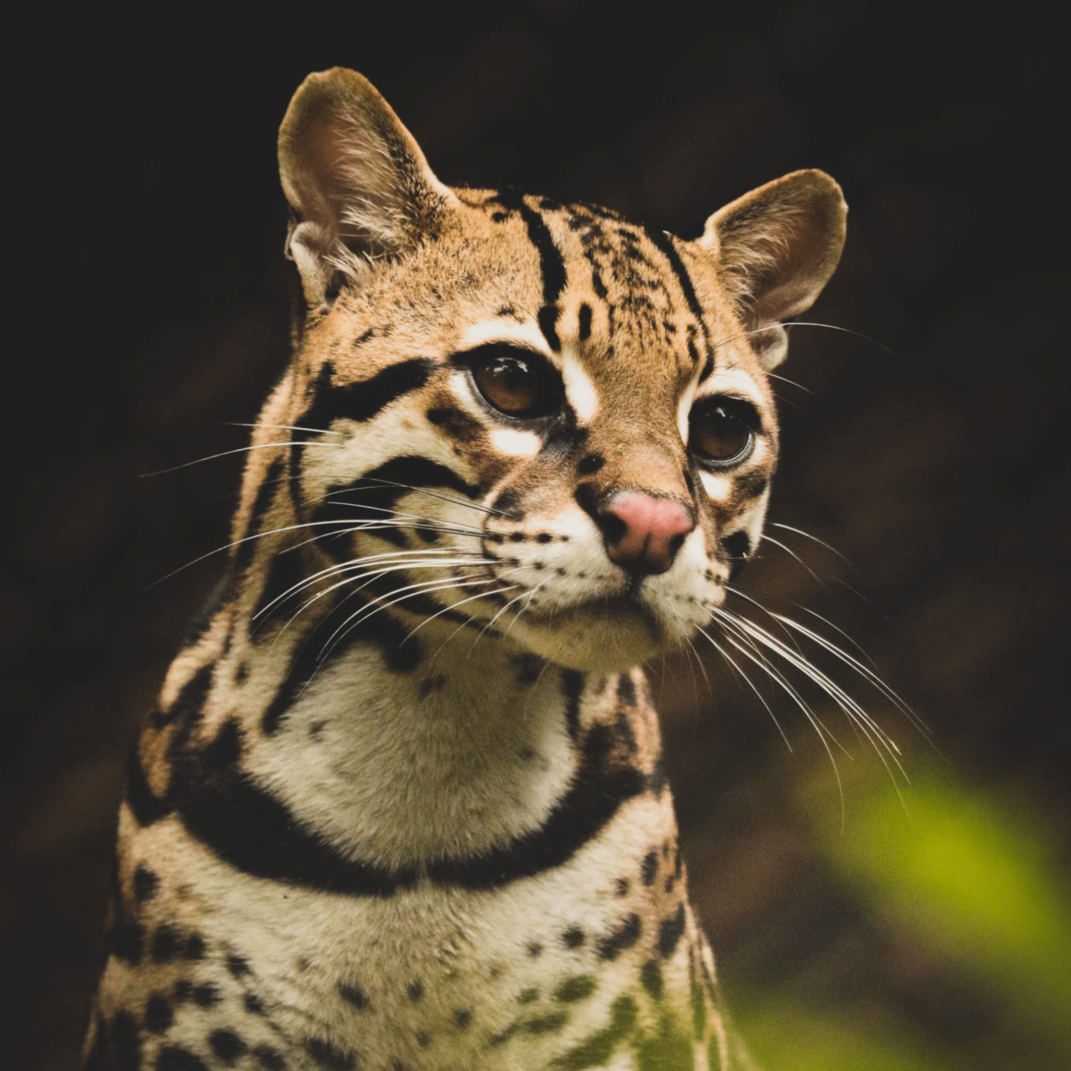 2160x2160 Leo Wildlife Sanctuary