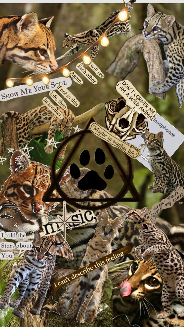 736x1308 Ocelot Therian: Unlock Your Creative Energy. Spectacled bear, Norwegian forest, Maybe in another life