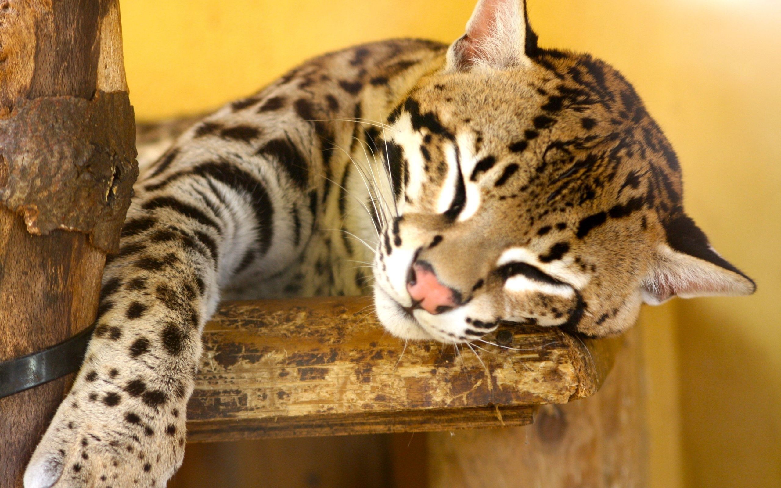 2560x1600 Majestic Ocelot HD Wallpaper: Sleek Beauty in Restx1600