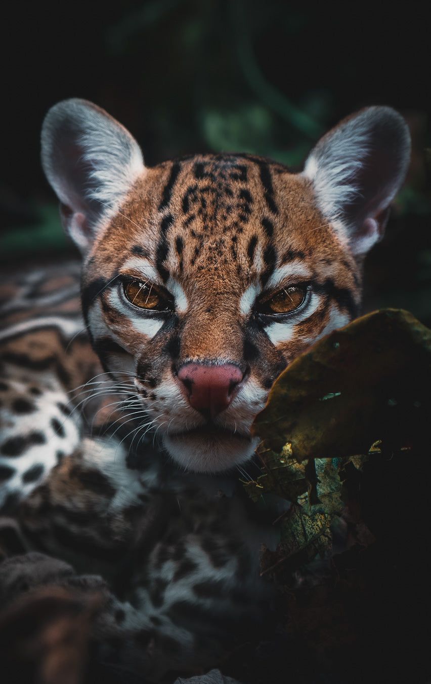 852x1350 OCELOT