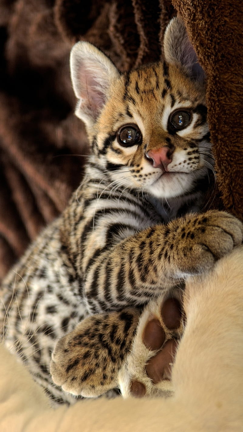 800x1422 OCELOT KITTEN, wild, cat, cute, big, cats, animals, HD phone wallpaper