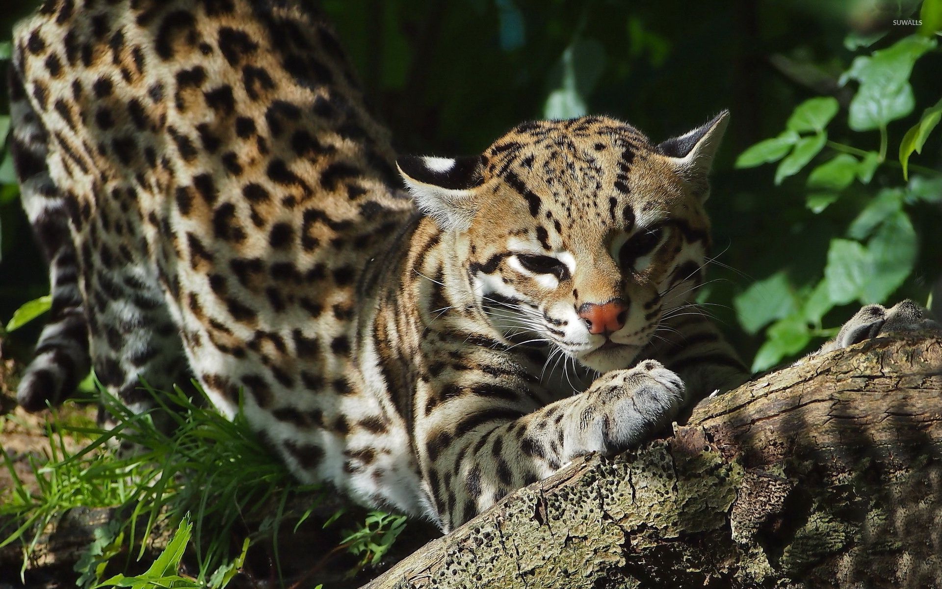 1920x1200 Ocelot wallpaper wallpaper