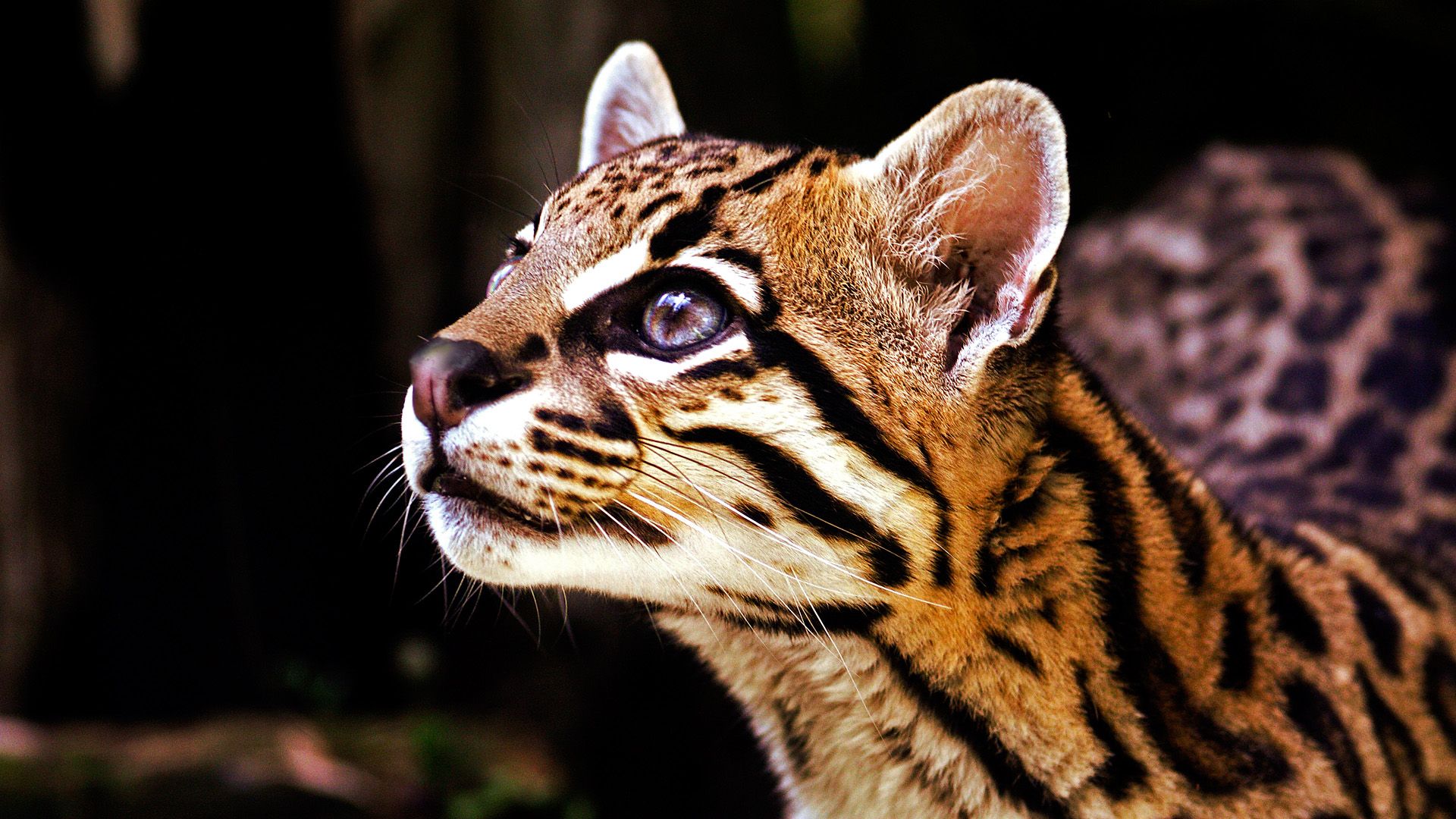 1920x1080 Download Animal Ocelot HD Wallpaperx1080