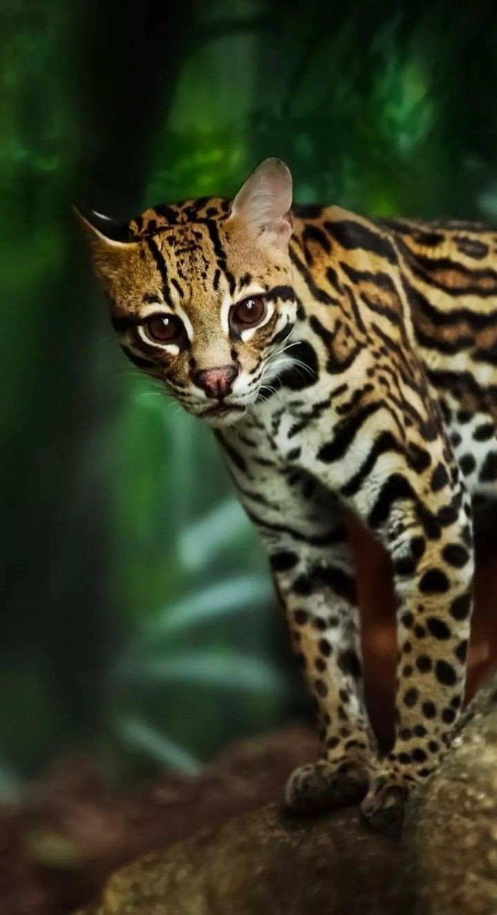 720x1324 Majestic Cat on a Rock. Ocelot stare wallpaper iphone, Ocelot background, Majestic animals