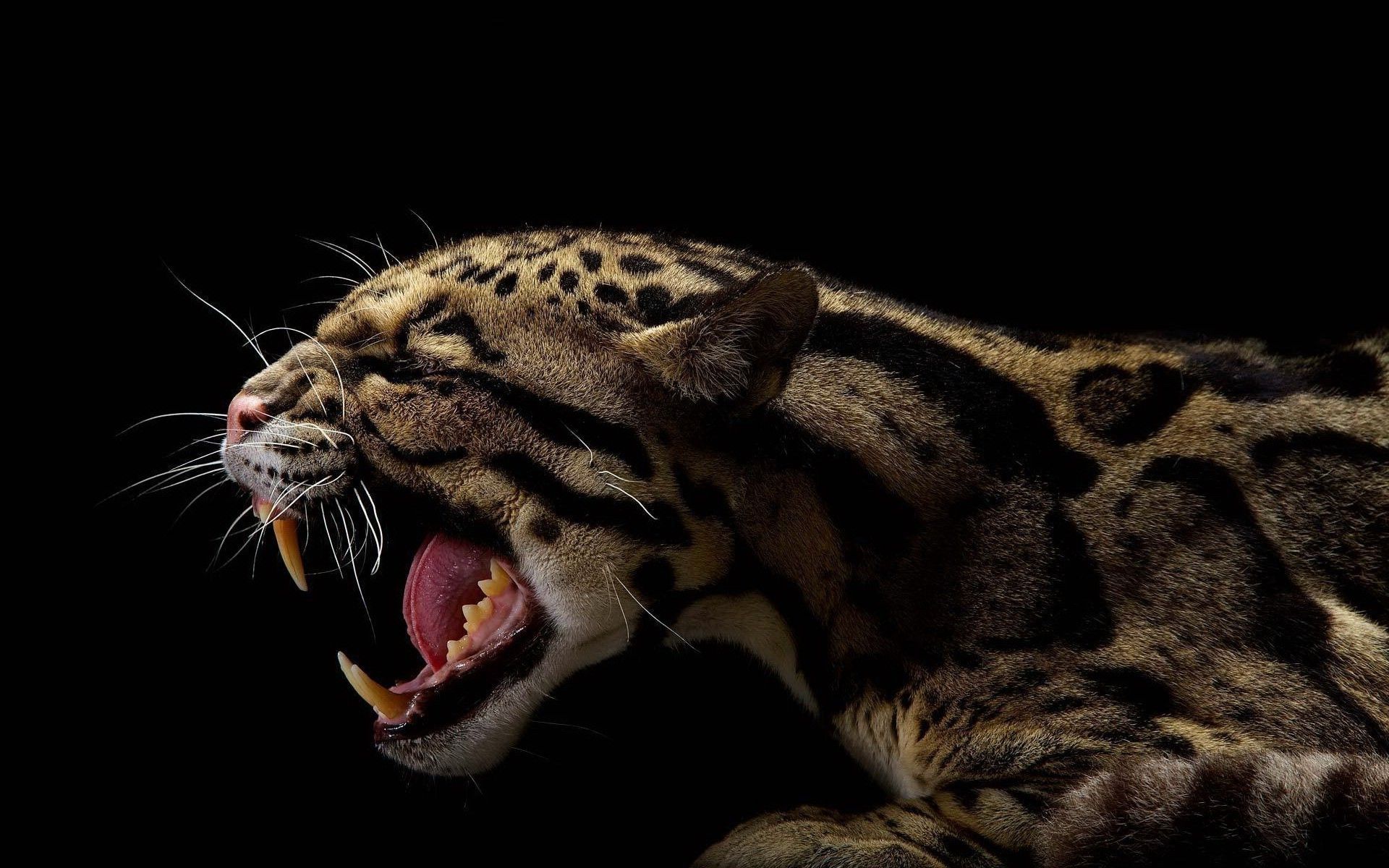 1920x1200 Ocelots, Animals Wallpaper HD / Desktop and Mobile Background