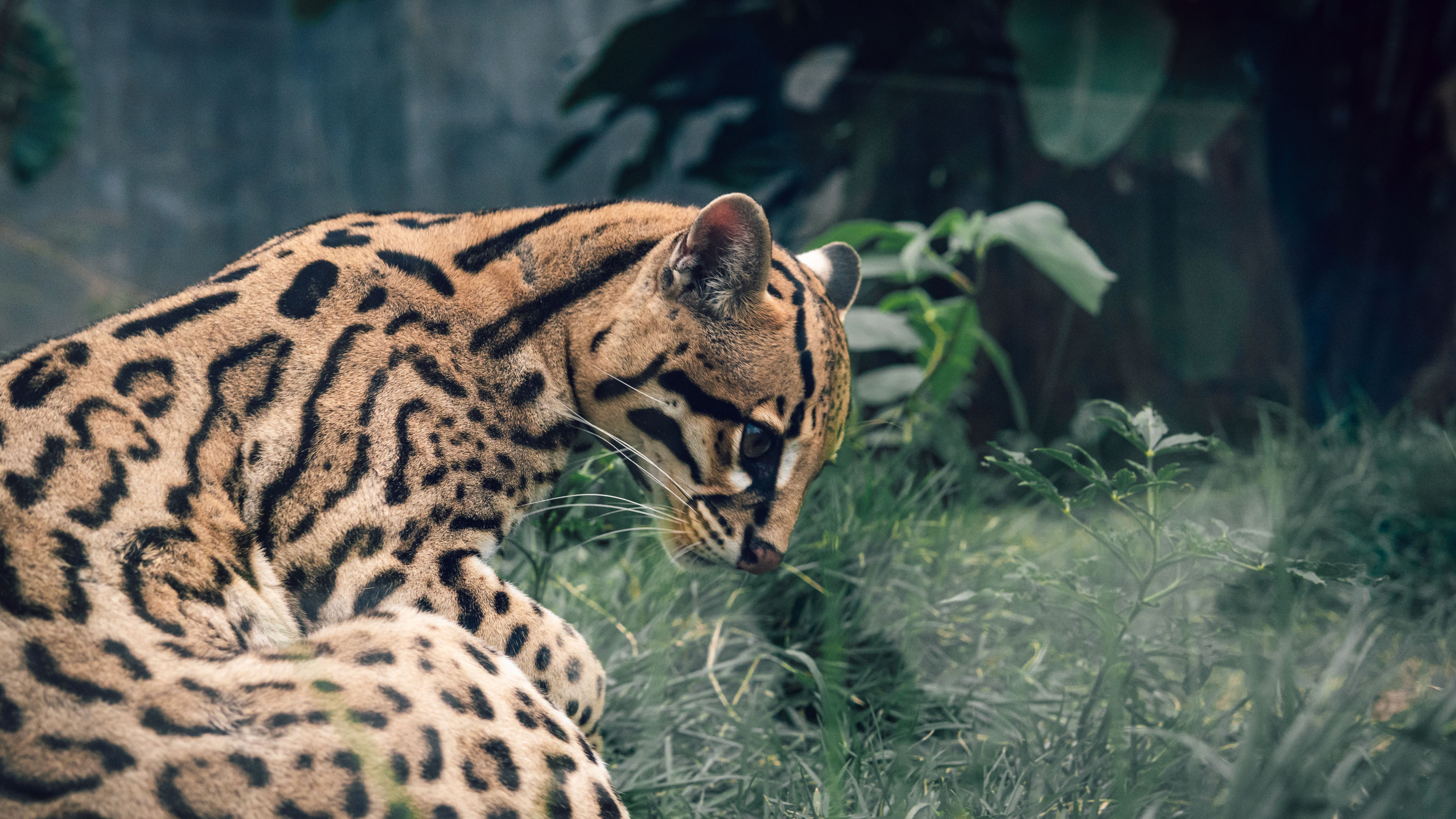 6000x3376 Lying Ocelot Staring at the Grass · Free