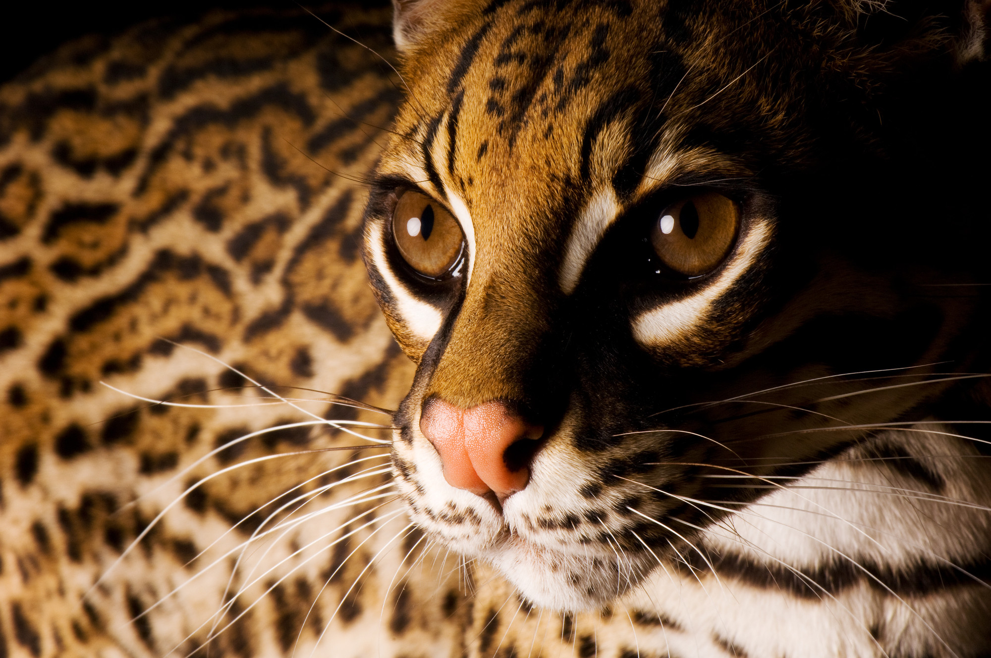 2000x1329 Federally Endangered Ocelot (Leopardus pardalis)