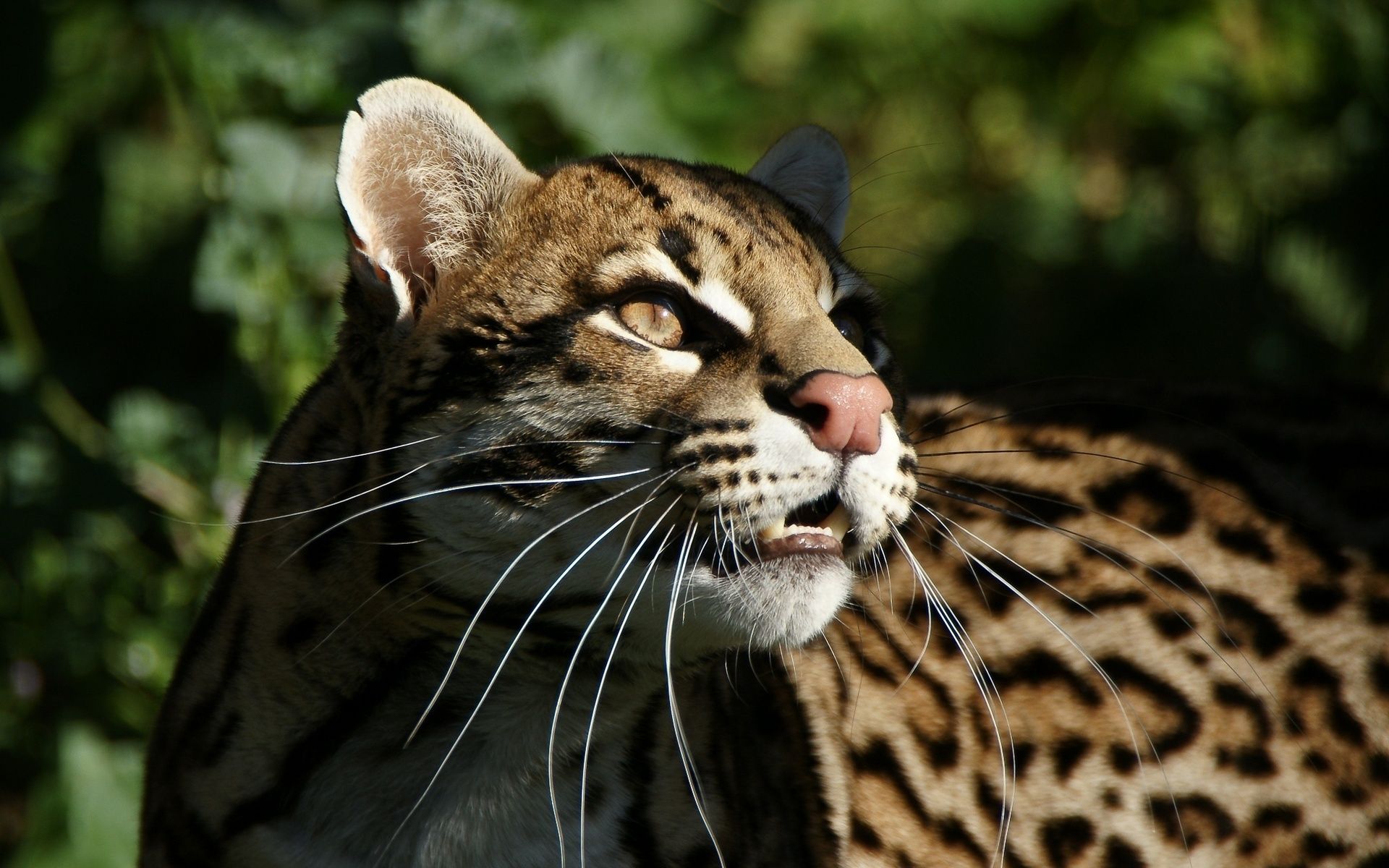 1920x1200 Majestic Ocelot in HD: Stunning Wildlife Wallpaperx1200