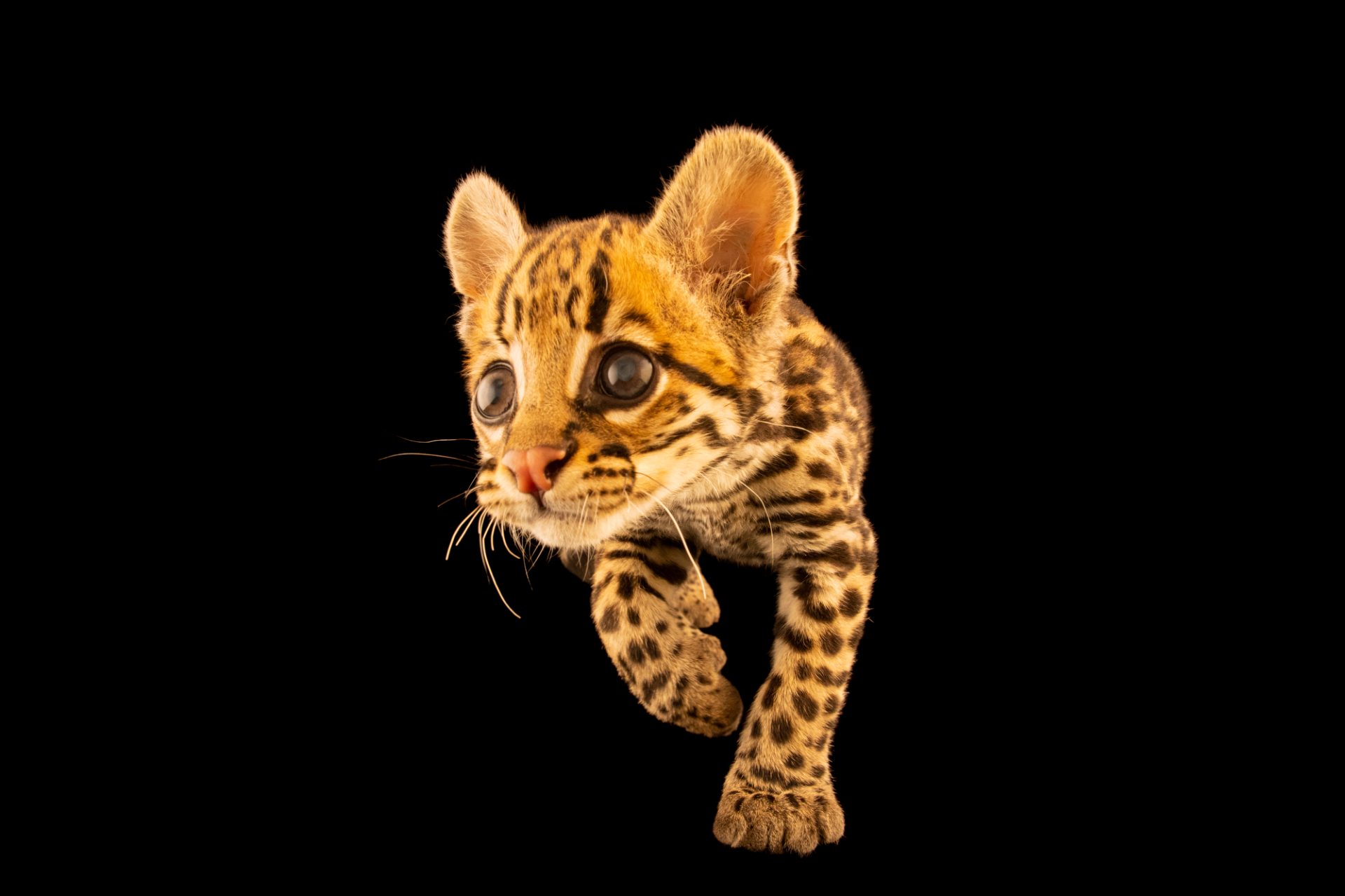 1920x1279 Ocelot (Leopardus pardalis pardalis)