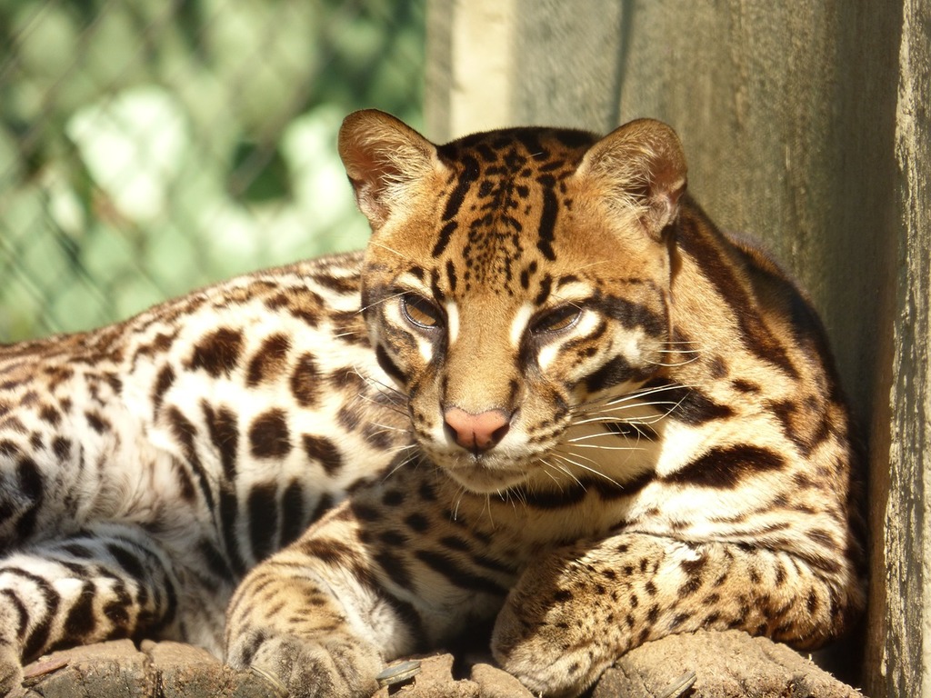 1024x768 A close up of a cat laying on a rock. Ocelot animal ounce
