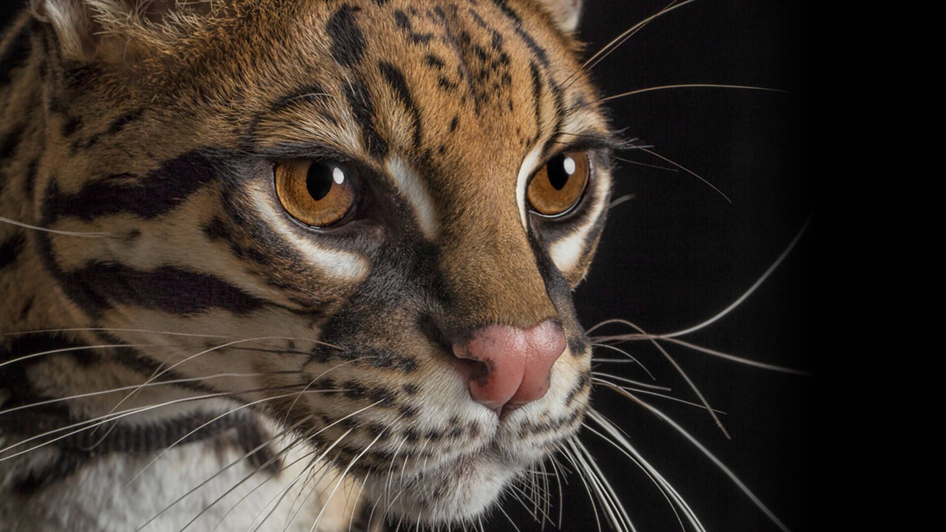 1920x1080 Ocelot. San Diego Zoo Animals & Plants