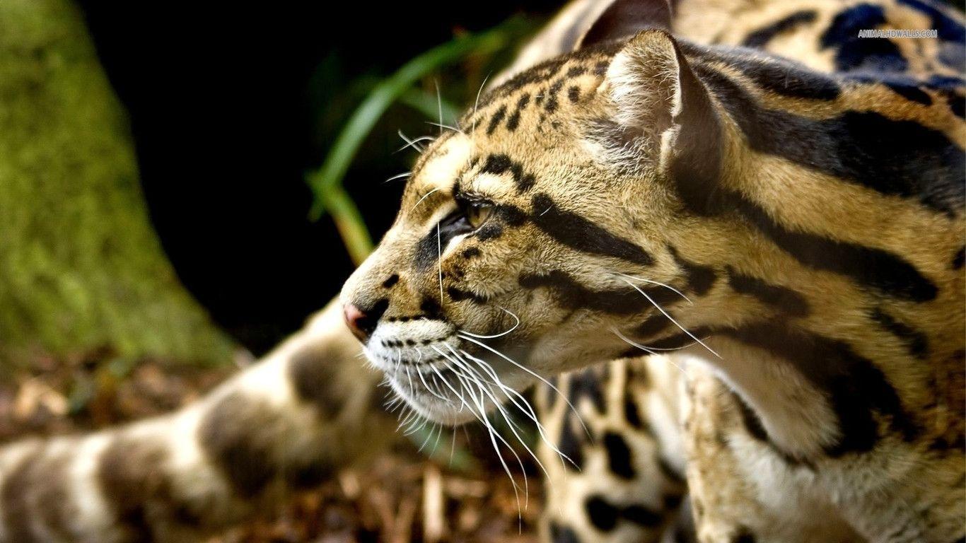 1366x768 Ocelot Wallpaper